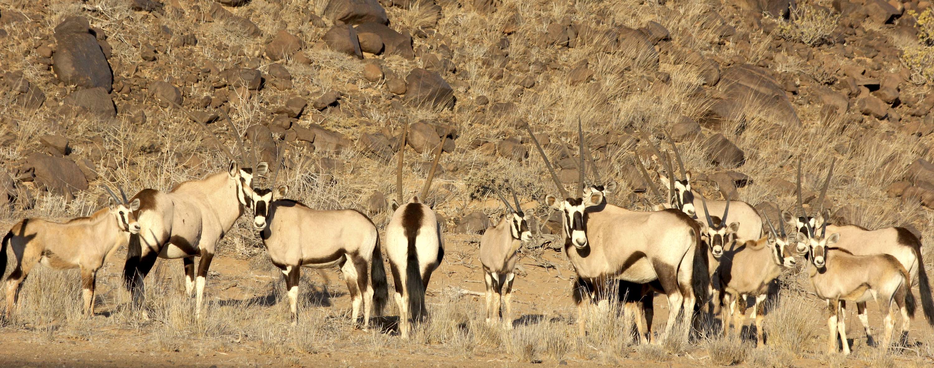 A group of gemsbok stand against a red rocky backdrop.