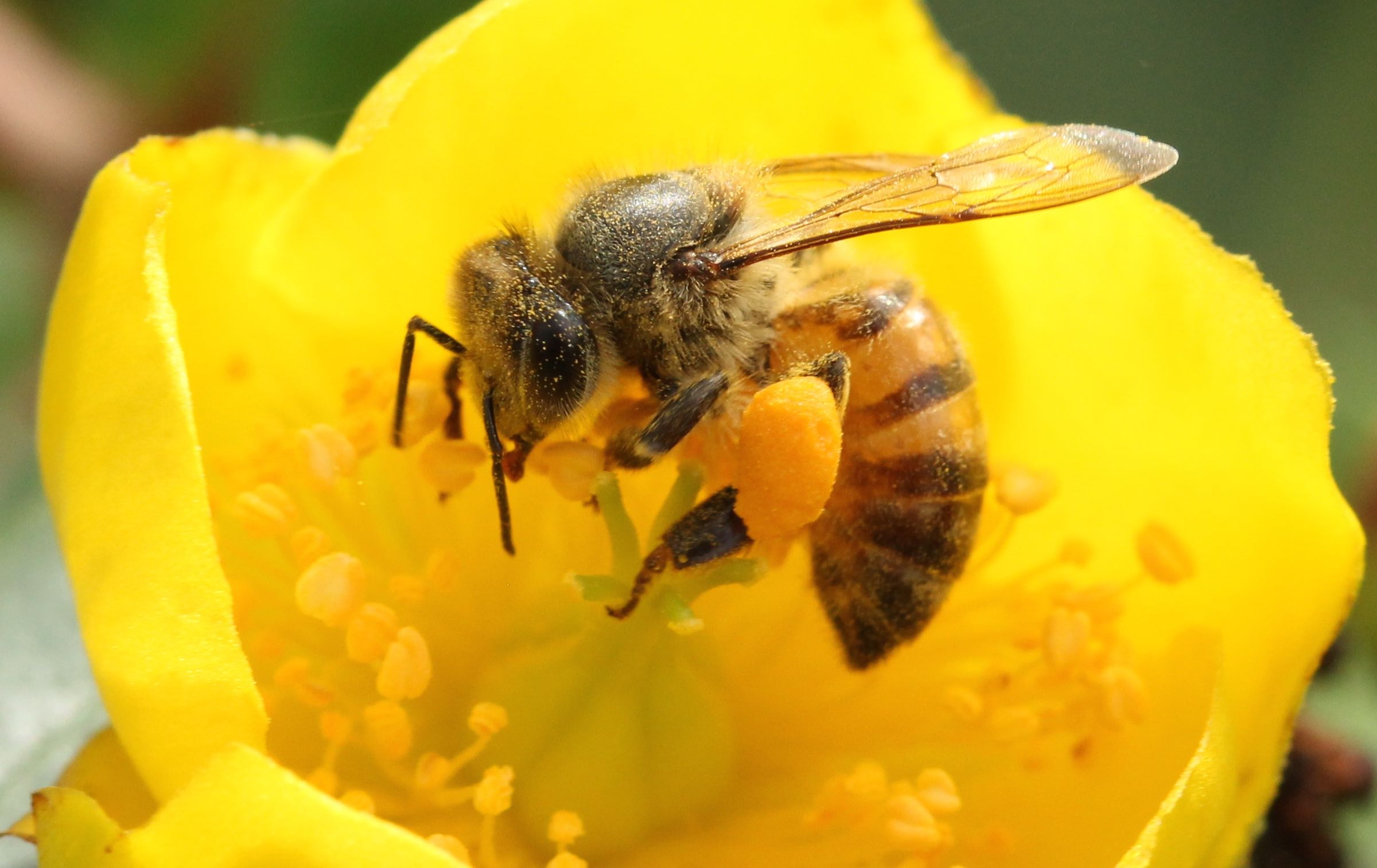 A close up of a honey bee on a yellow flower.