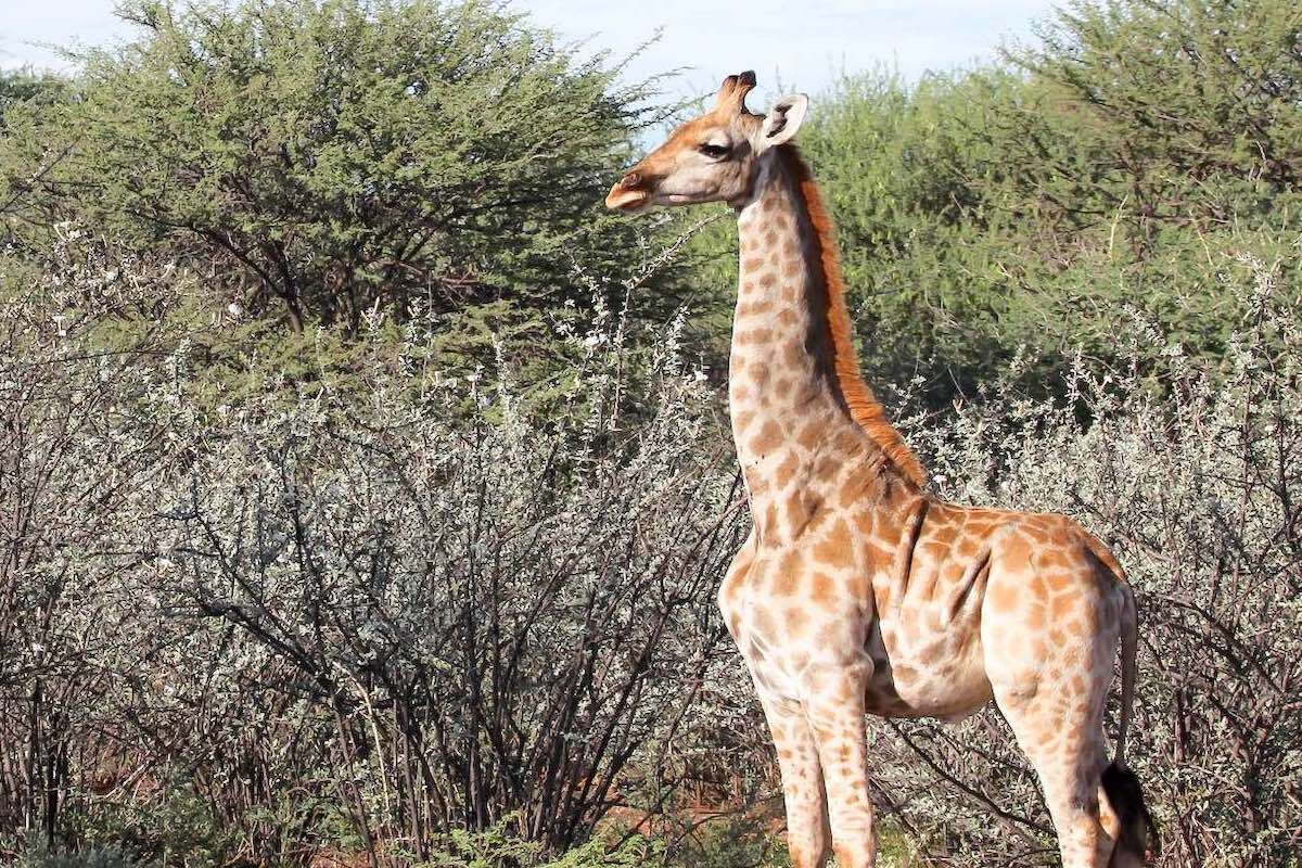 The clearly stunted form of a dwarf giraffe - with an almost normal looking body, but very short legs.