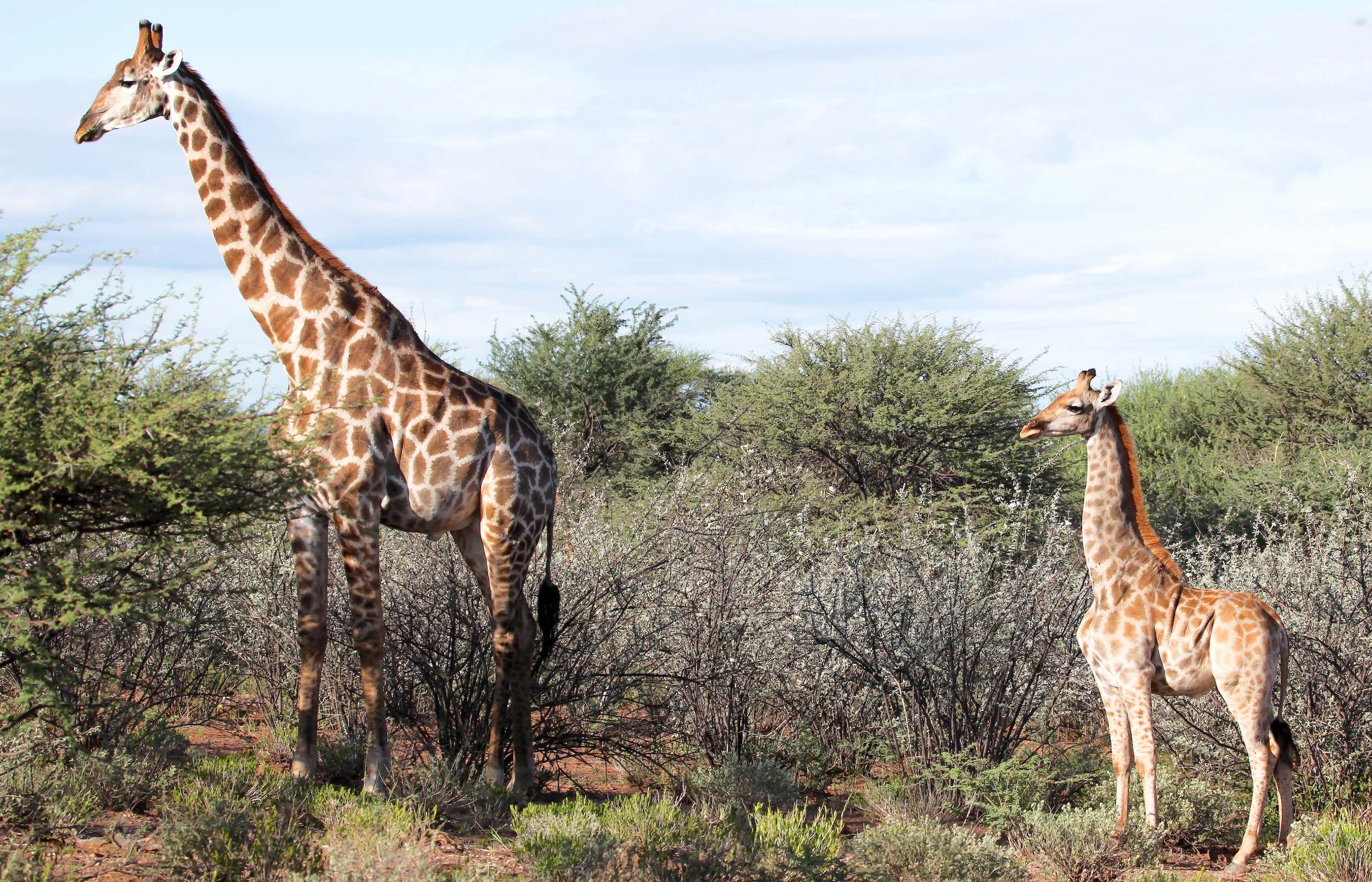 A distinctly stunted looking dwarf giraffe stands next to an adult.
