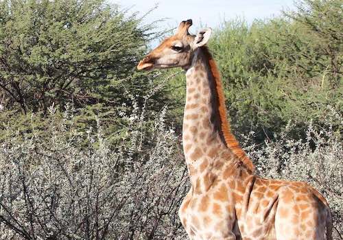 The clearly stunted form of a dwarf giraffe - with an almost normal looking body, but very short legs.