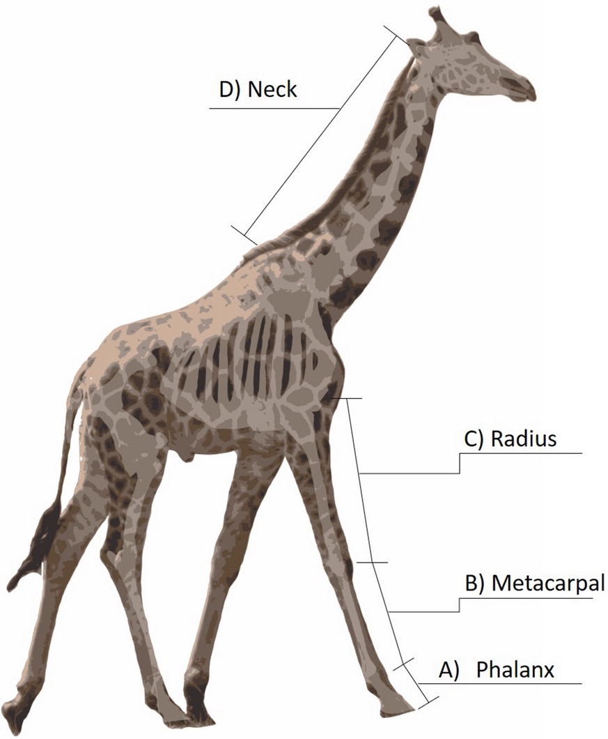Giraffe skeleton showing the position of the Phalanx (foot), Metacarpal (lower leg), Radius (upper leg), and neck bones.