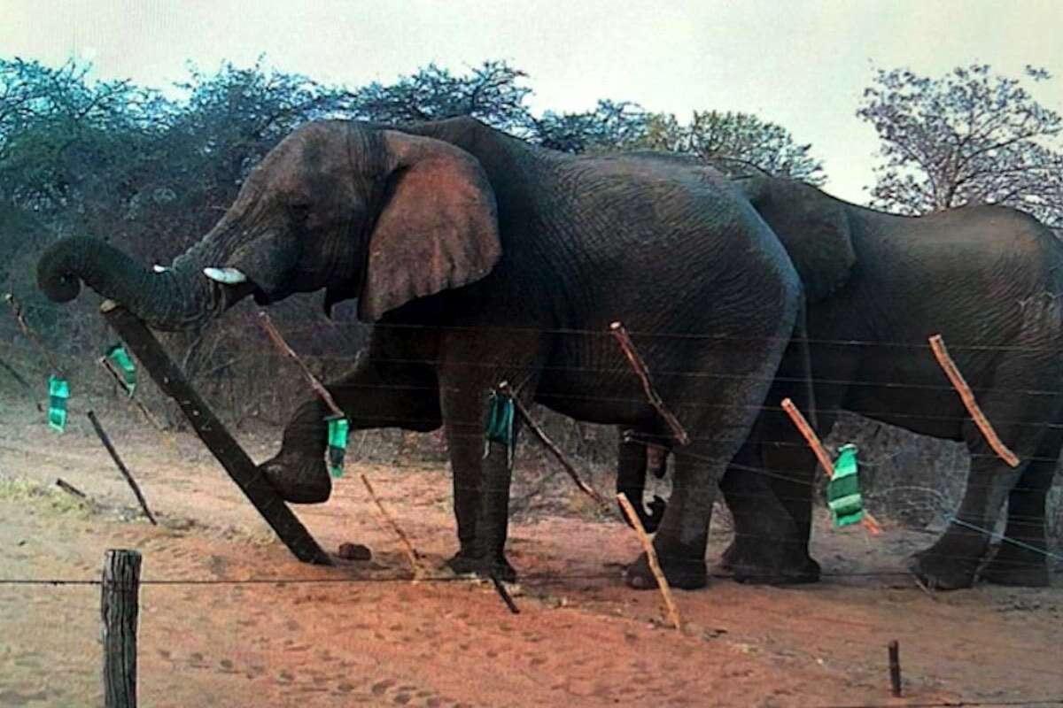 An elephant breaking down a fence