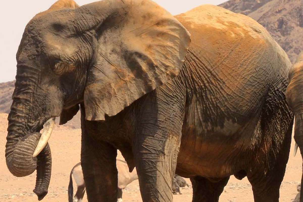 A group of elephants at a waterhole.