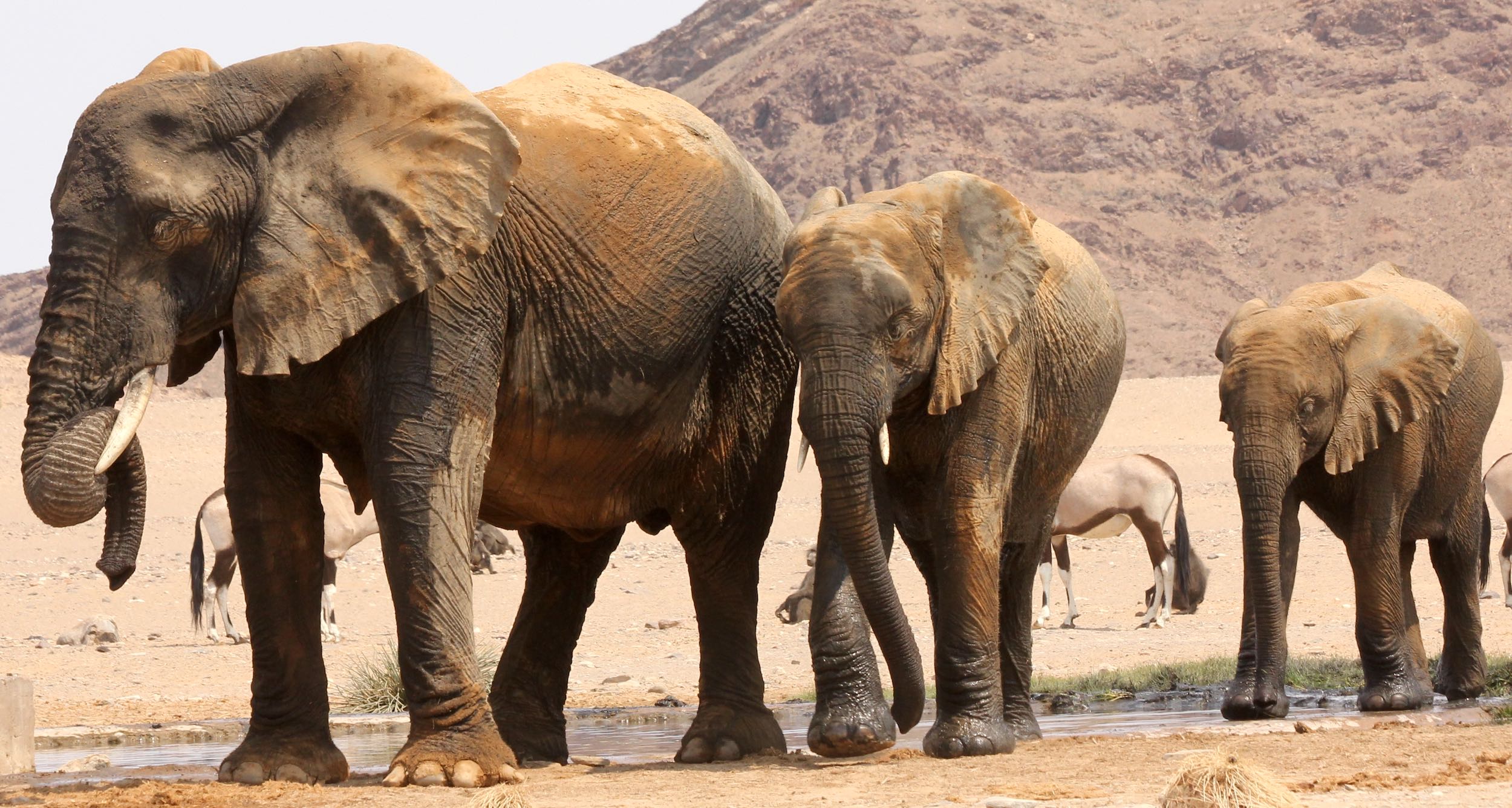 A group of elephants at a waterhole in the desert of NW Namibia.