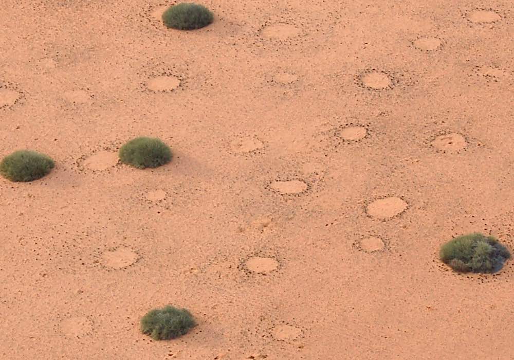 An overhead view of the Namibian desert showing dozens of fairy circles interspaced with Euphorbia bushes.