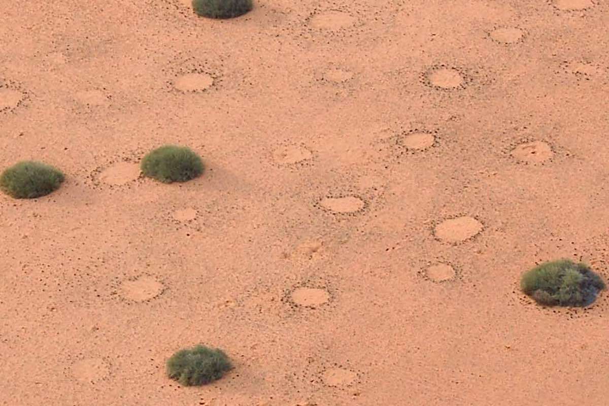 An overhead view of the Namibian desert showing dozens of fairy circles interspaced with Euphorbia bushes.