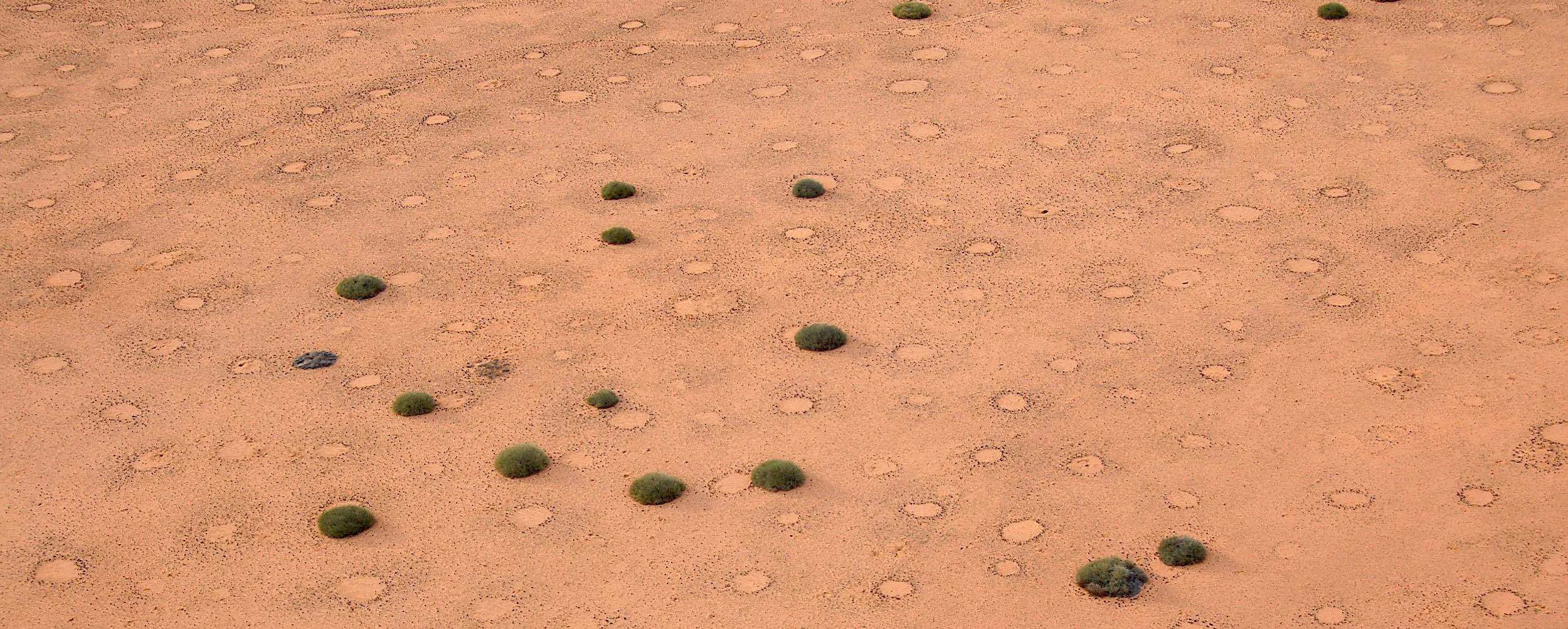 An overhead view of the Namibian desert showing dozens of fairy circles interspaced with euphorbia bushes.