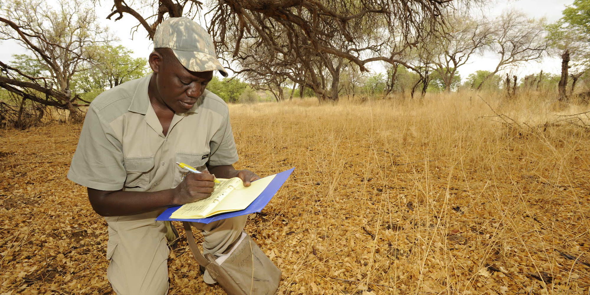 A game guard kneels in the shade of a tree while he fills out his event book. The ground is parched and dry..