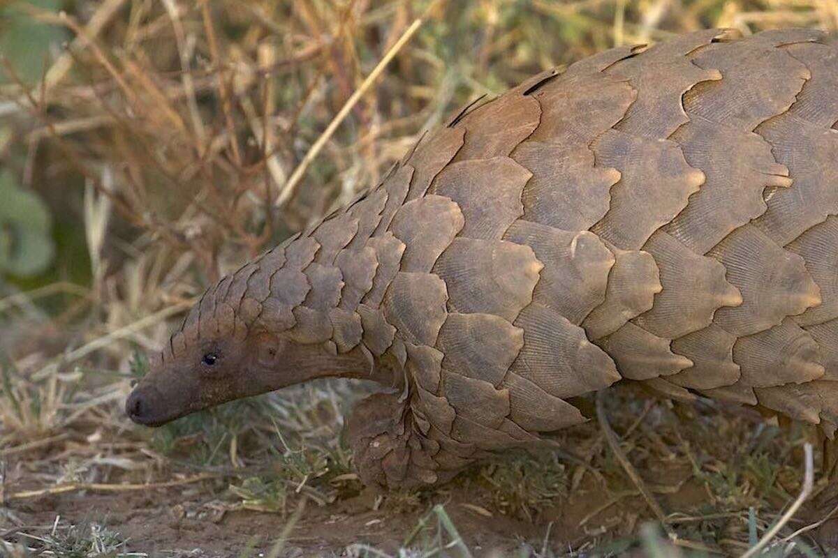 Closeup view of a pangolin.