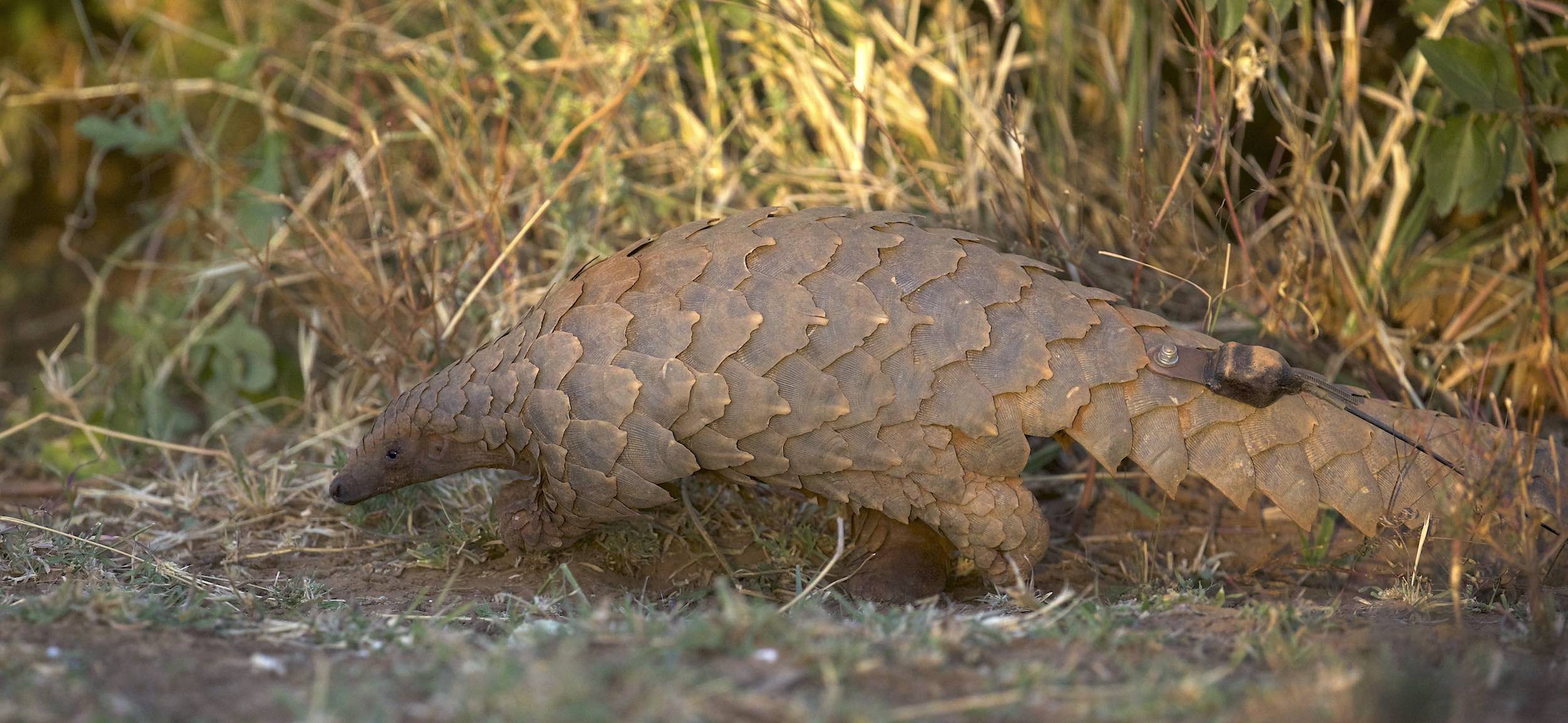 A pangolin fitted with a tracking device forages in thick bush.