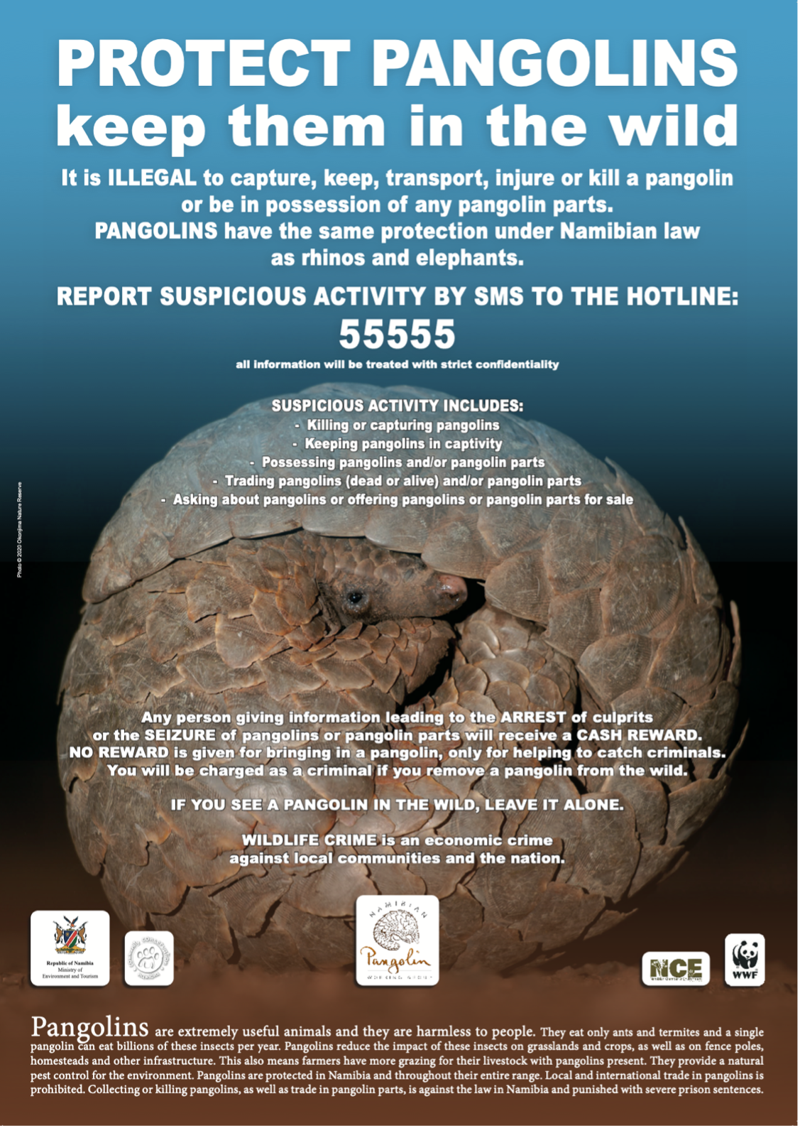 The reward poster for reporting illegal activities involving pangolins in Namibia. People with information should call 55555.