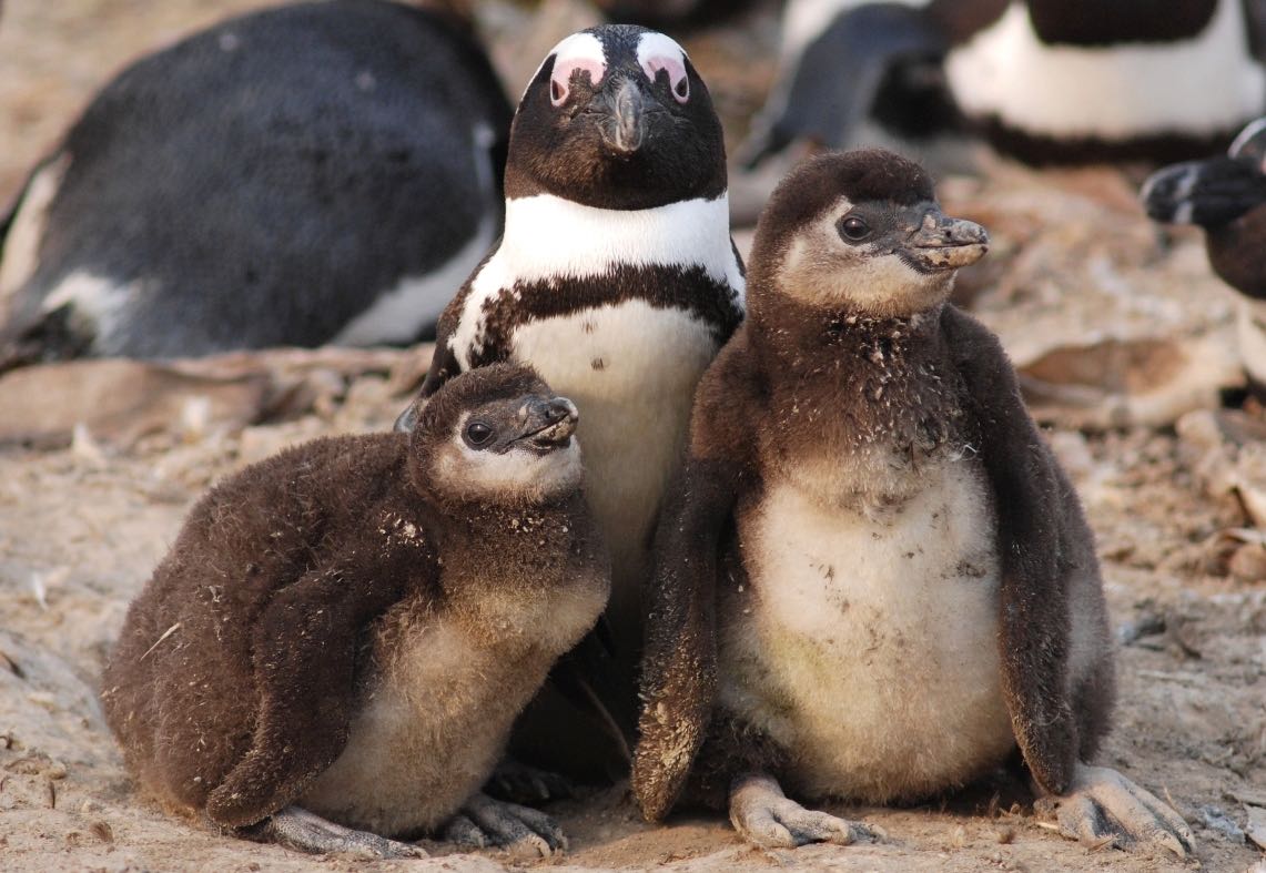 An African penguin stands behind her two chicks.