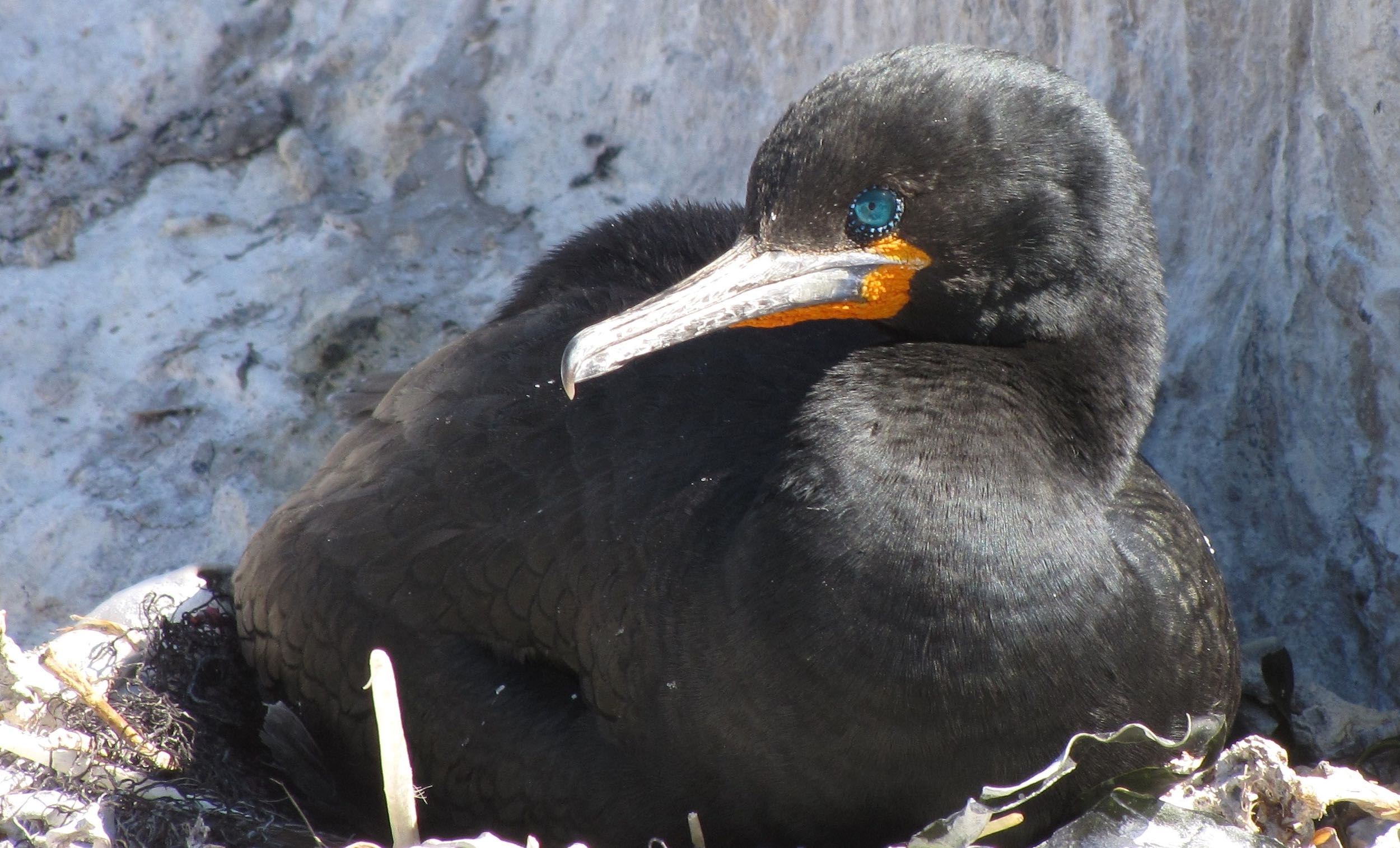 A Cape Cormorant sitting on her nest.