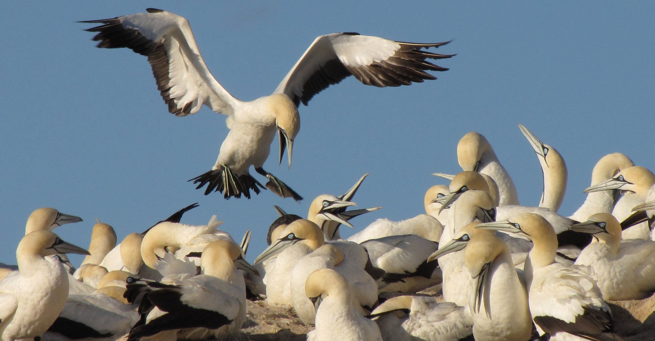 A group of Cape Gannet on rocks, with another about to land.