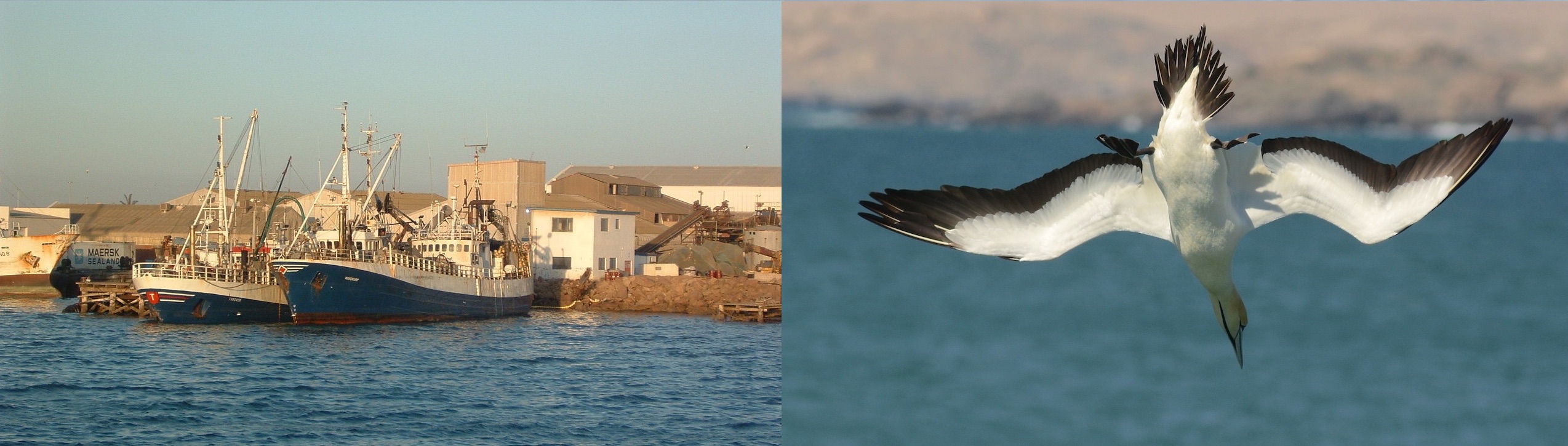Two images of sardine fishers: On the left two human built fishing boats, and on the right a Cape Gannet.