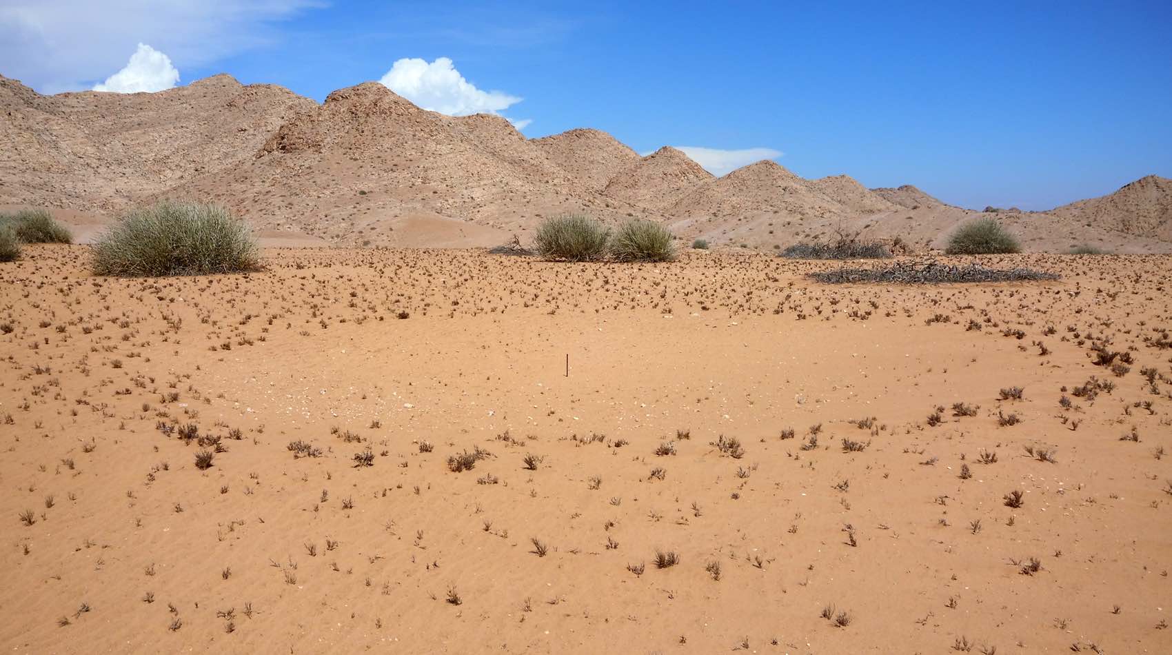 A ground view of a single fairy circle.