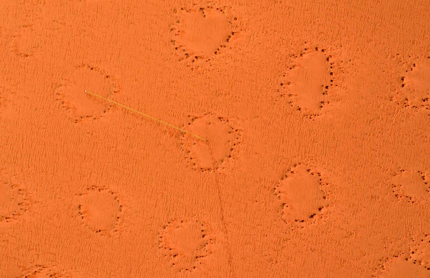 An aerial view showing a central fairy circle surrounded by six other fairly evenly spaced fairy circles. A yellow measuring tape marks the distance from the centre of one, to another.