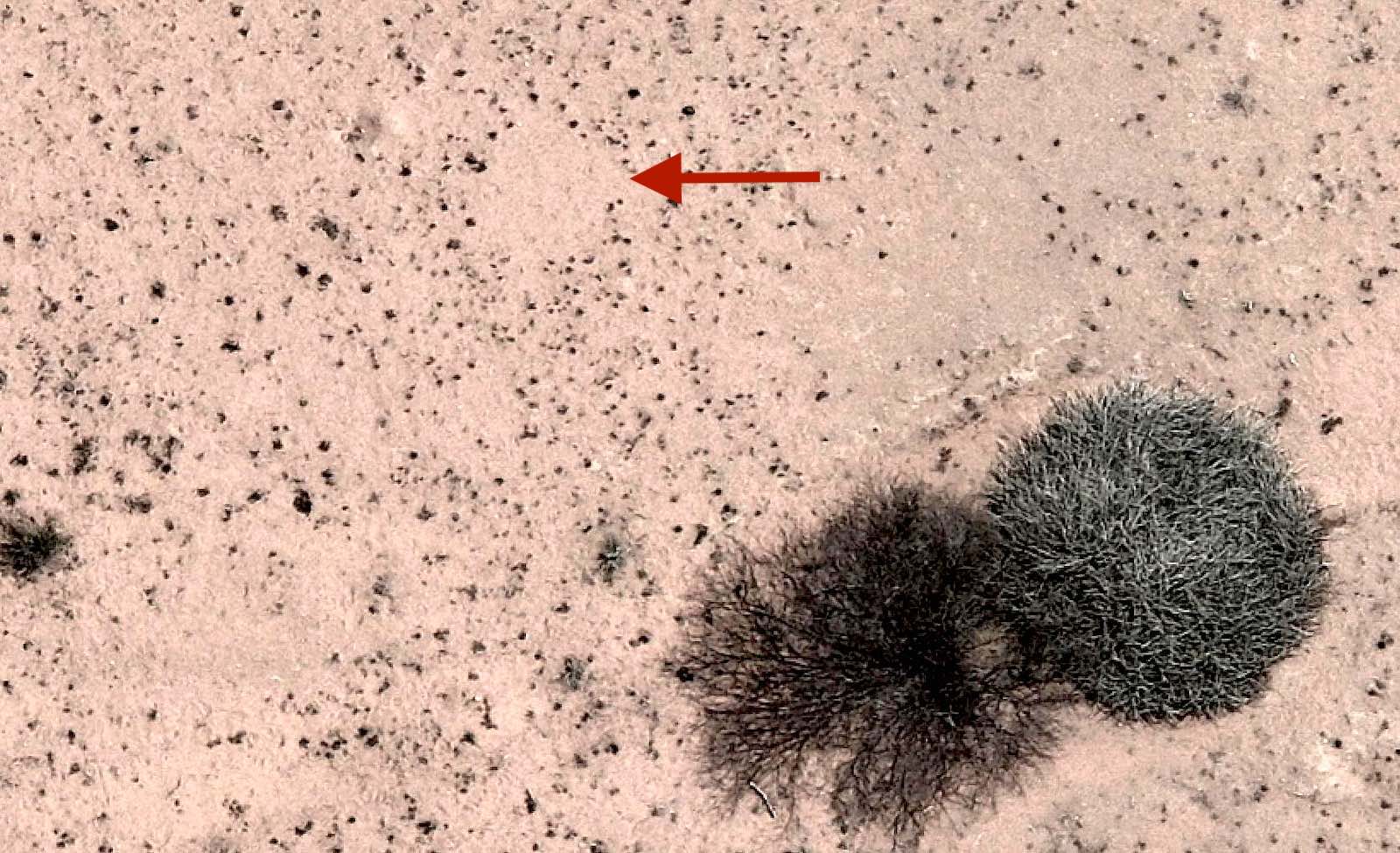 An aerial view showing large euphorbia bushes next to small fairy circles.