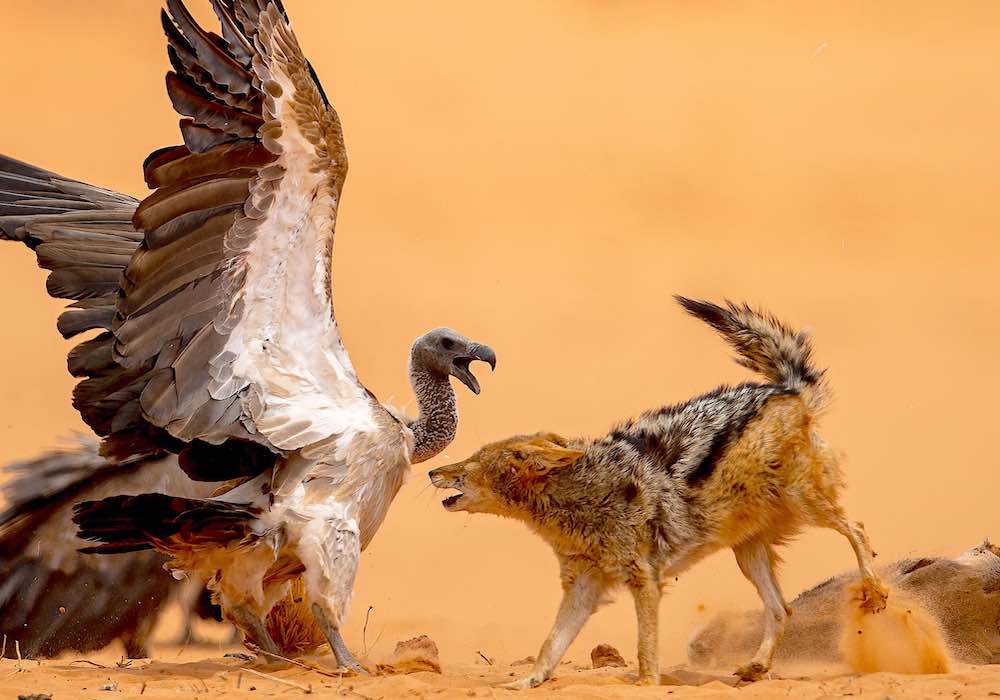 A Vulture and a jackal fight over a carcass