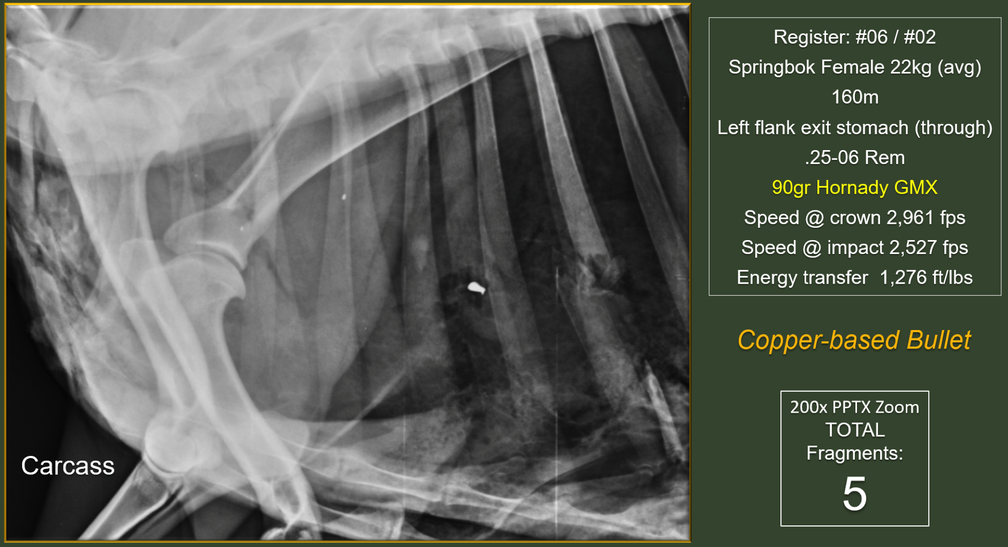 An x-ray of an animal carcass showing just five copper pieces.