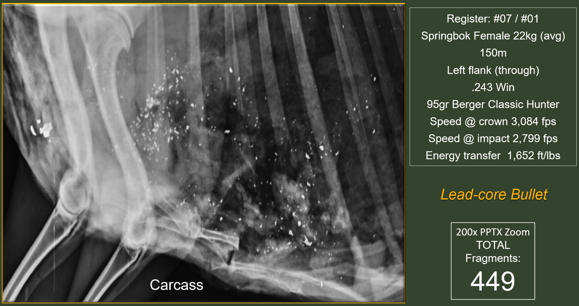 An x-ray of an animal carcass showing tiny lead fragments scattered throughout it.