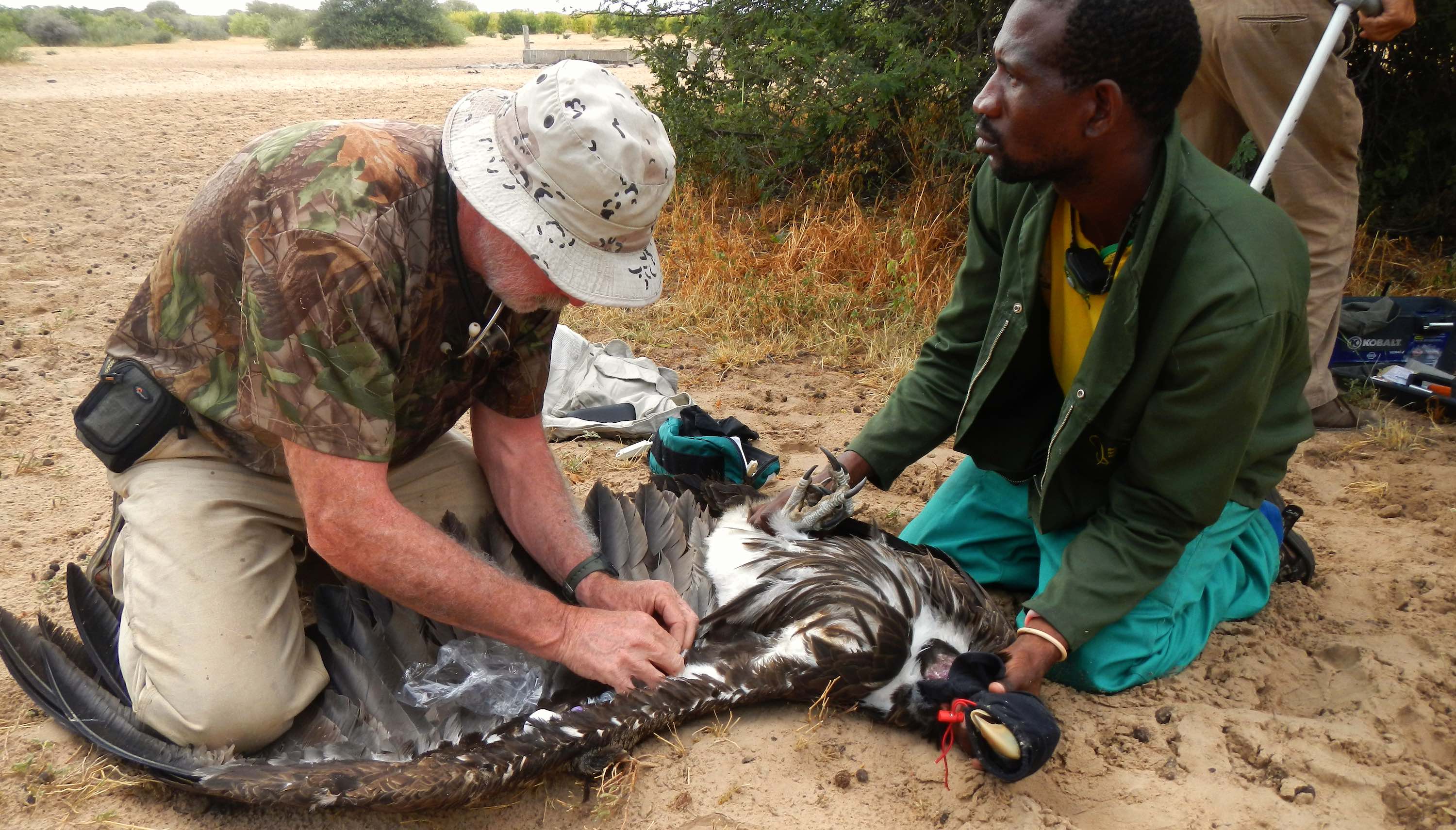 Two men work on a temporarily grounded vulture on the ground.