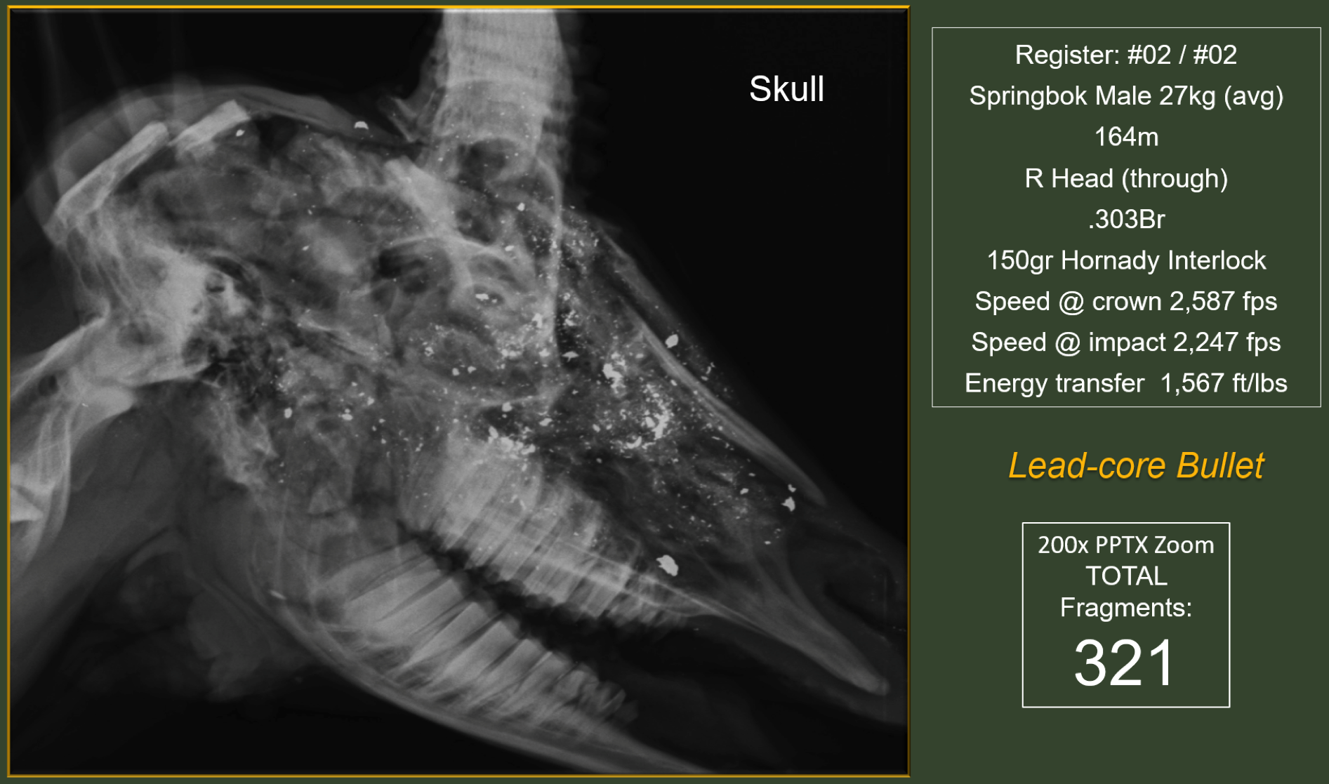An x-ray of an animal skull showing a huge mass of lead fragments throughout.