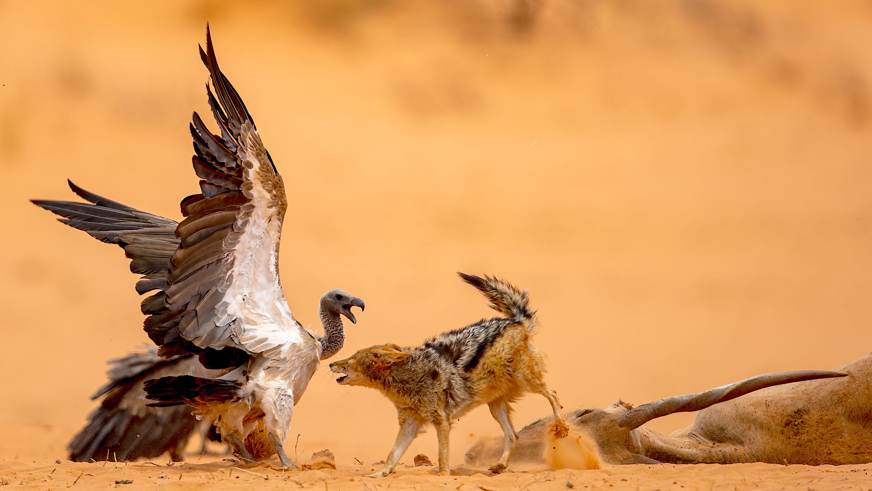 A vulture and a jackal spar over access to the carcass of an eland..