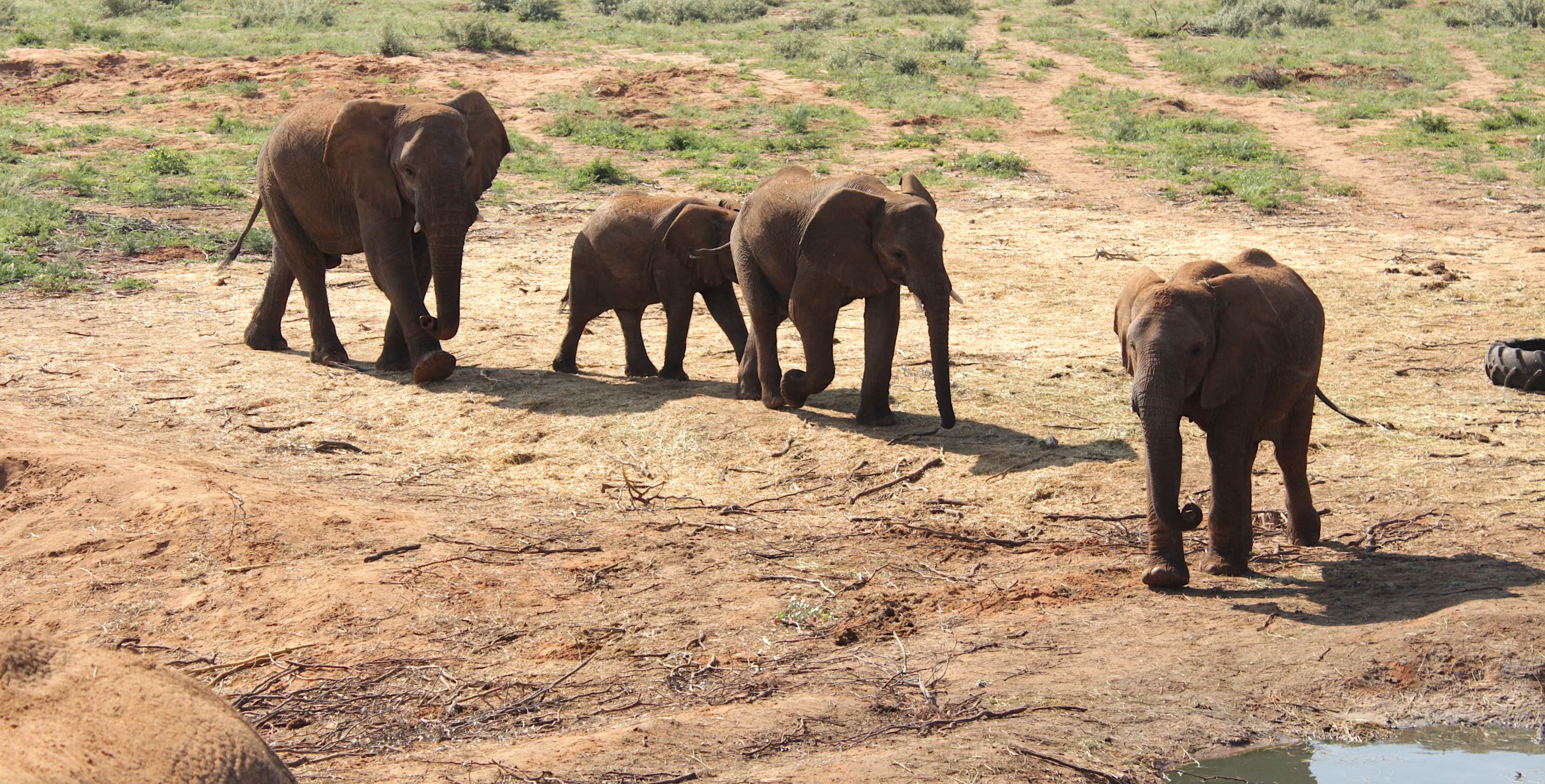 A group of elephants walk towards a waterhole.