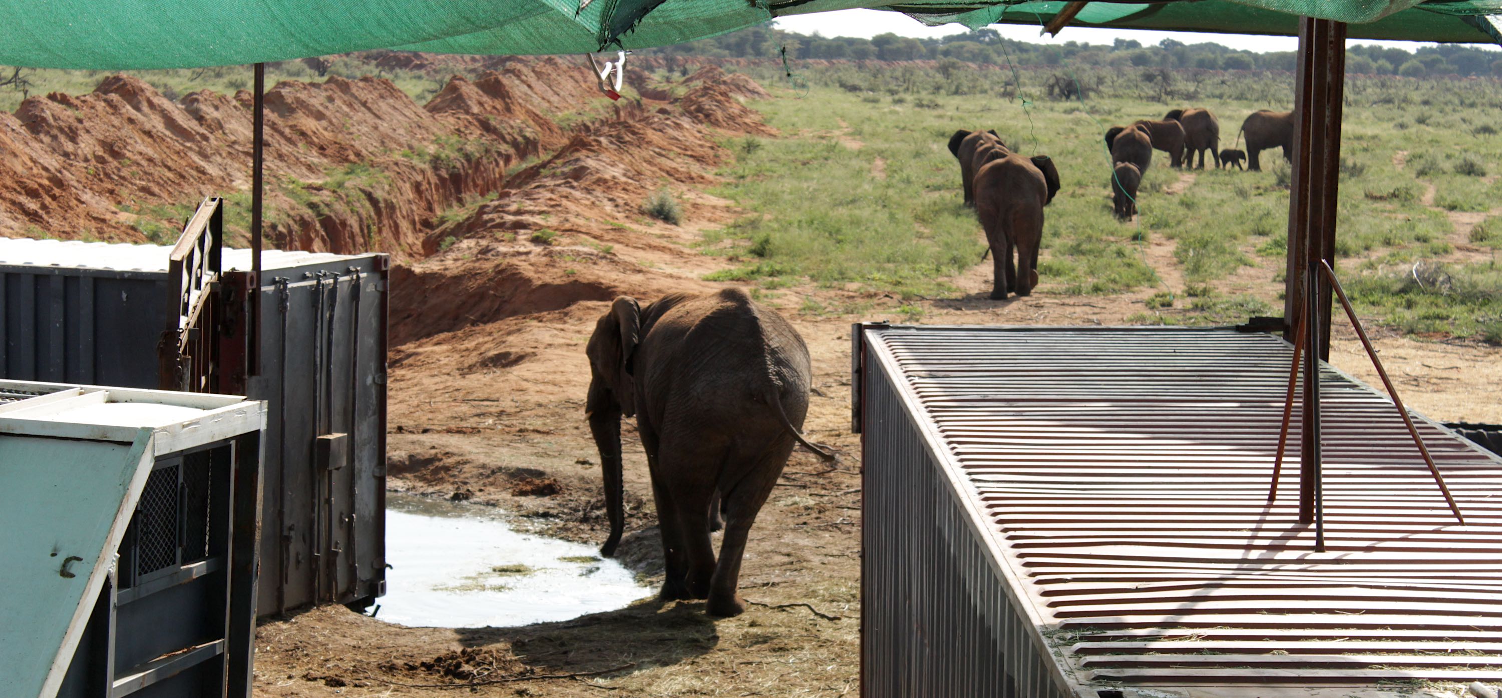 A group of elephants walk away from several shipping shipping containers with shade cloth netting above.
