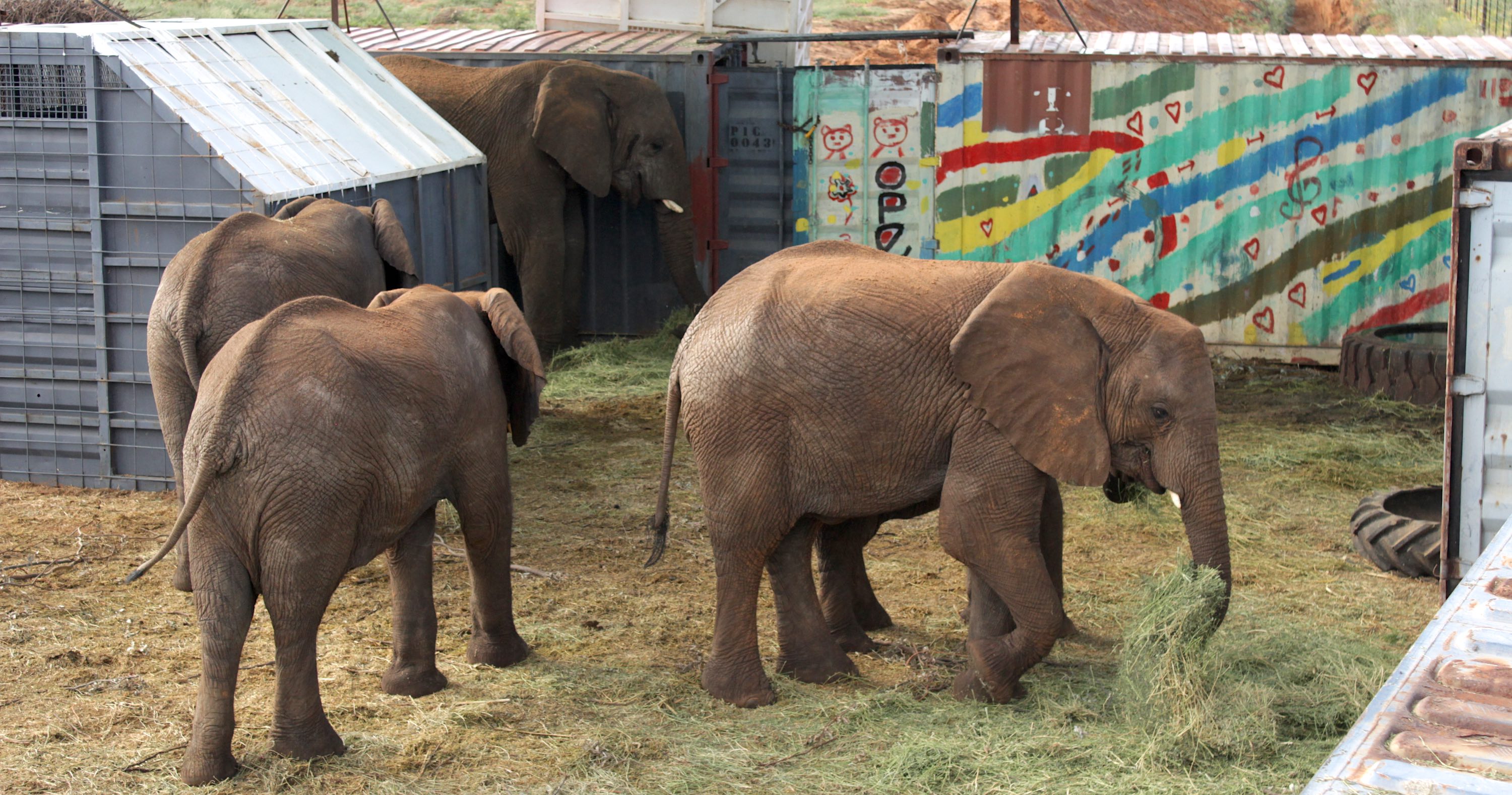Four elephants feeding in amongst various shipping containers.