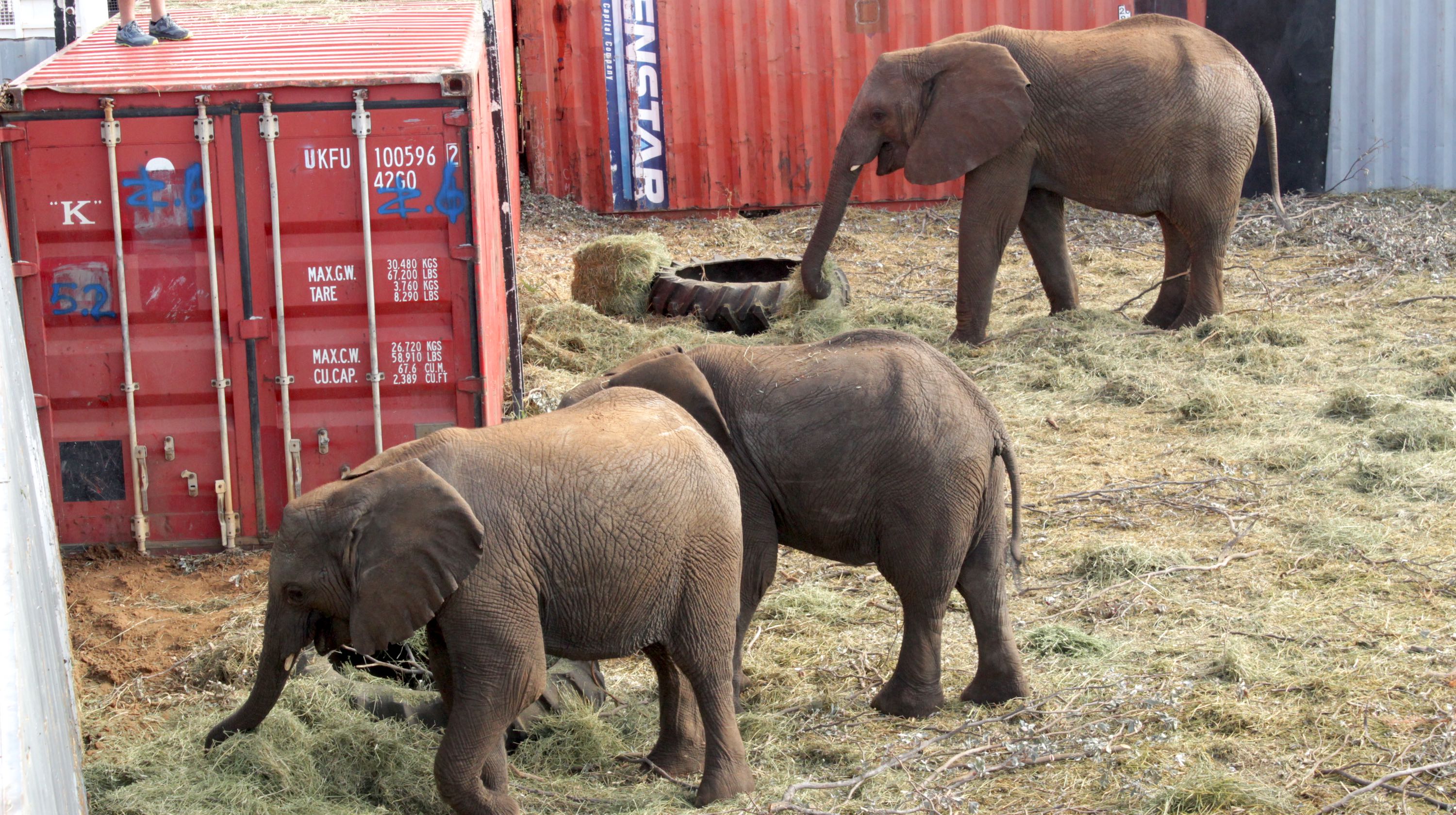 A group of three elephants feeding in amongst various shipping containers while someone watches from on top of a container.