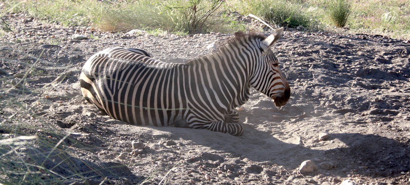A zebra sitting on the dusty ground.