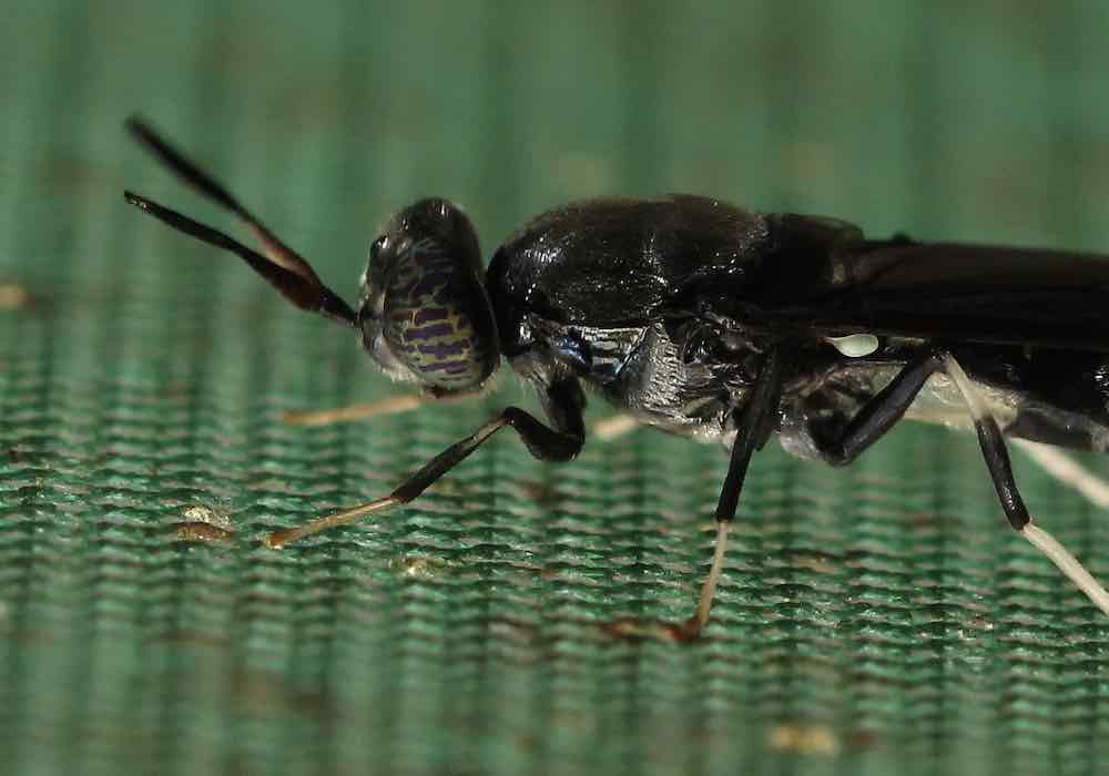 Close-up of a black fly seen from the side and staning on green shade-cloth netting.