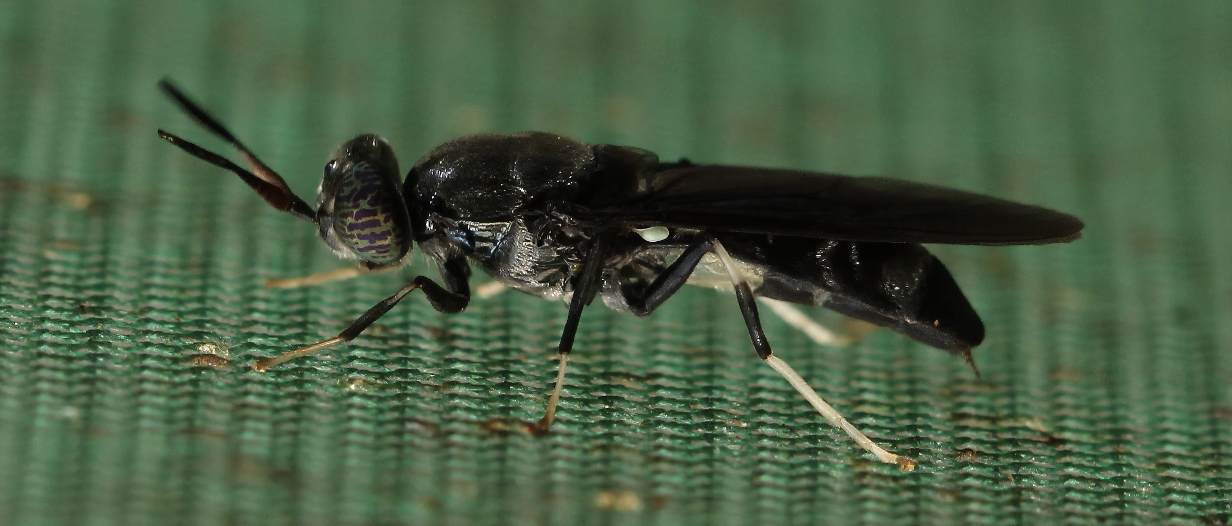 Close-up of a black fly seen from the side and staning on green shade-cloth netting.