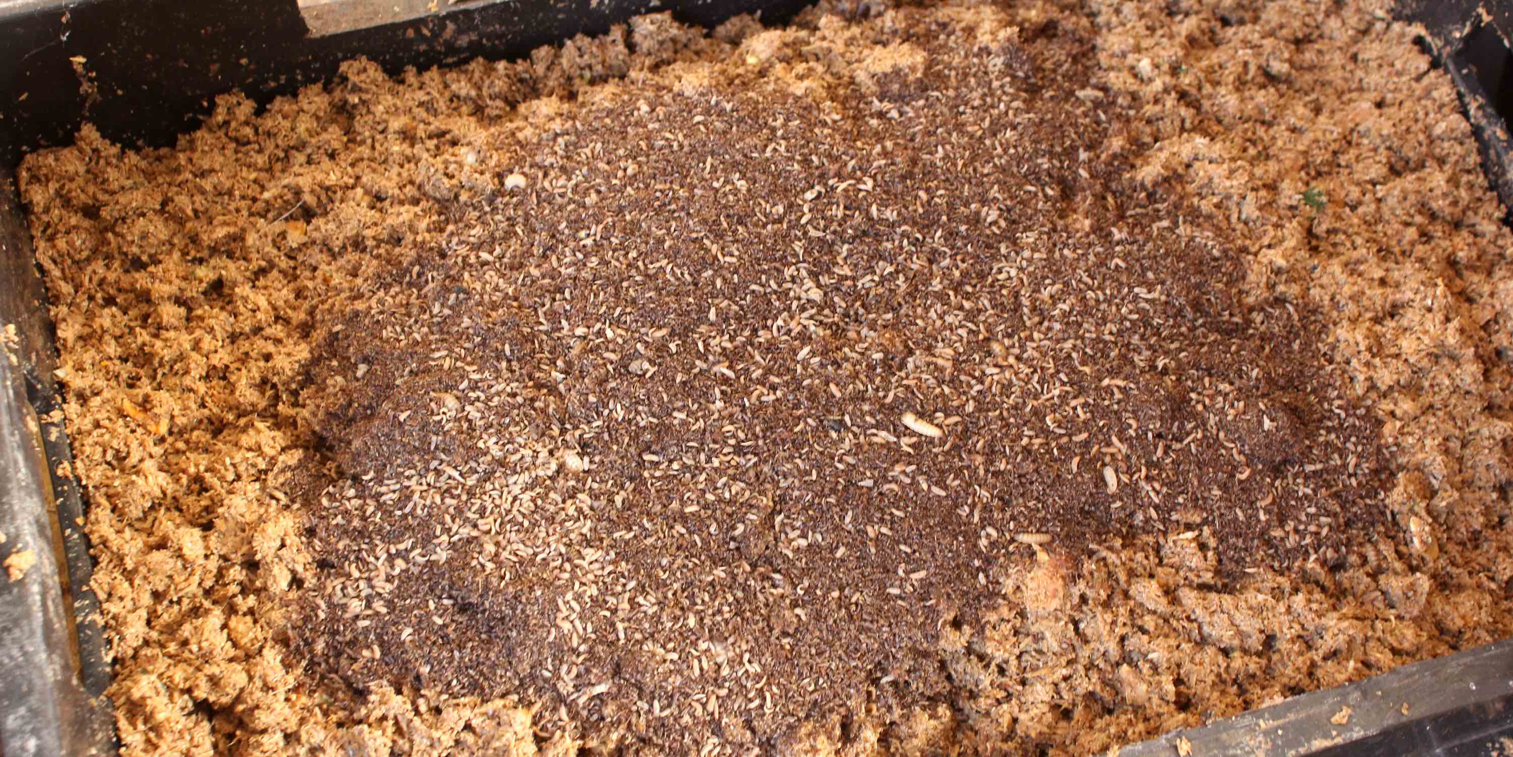 A mass of tiny white larvae resting on (and eating) brown grain and wheat bran.