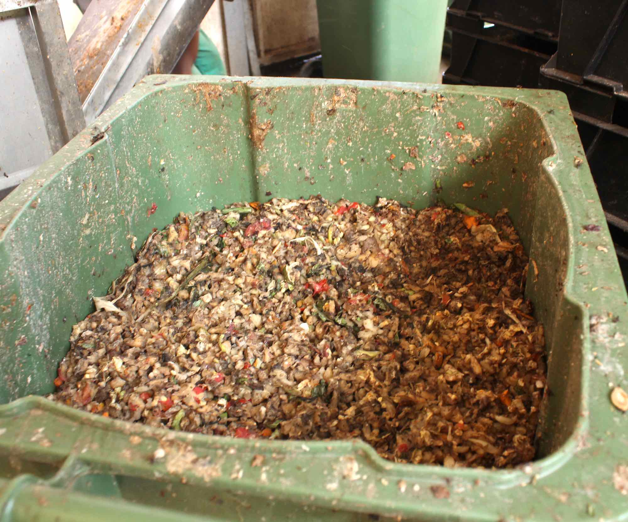 A mass of shredded oragnic waste in a green container.