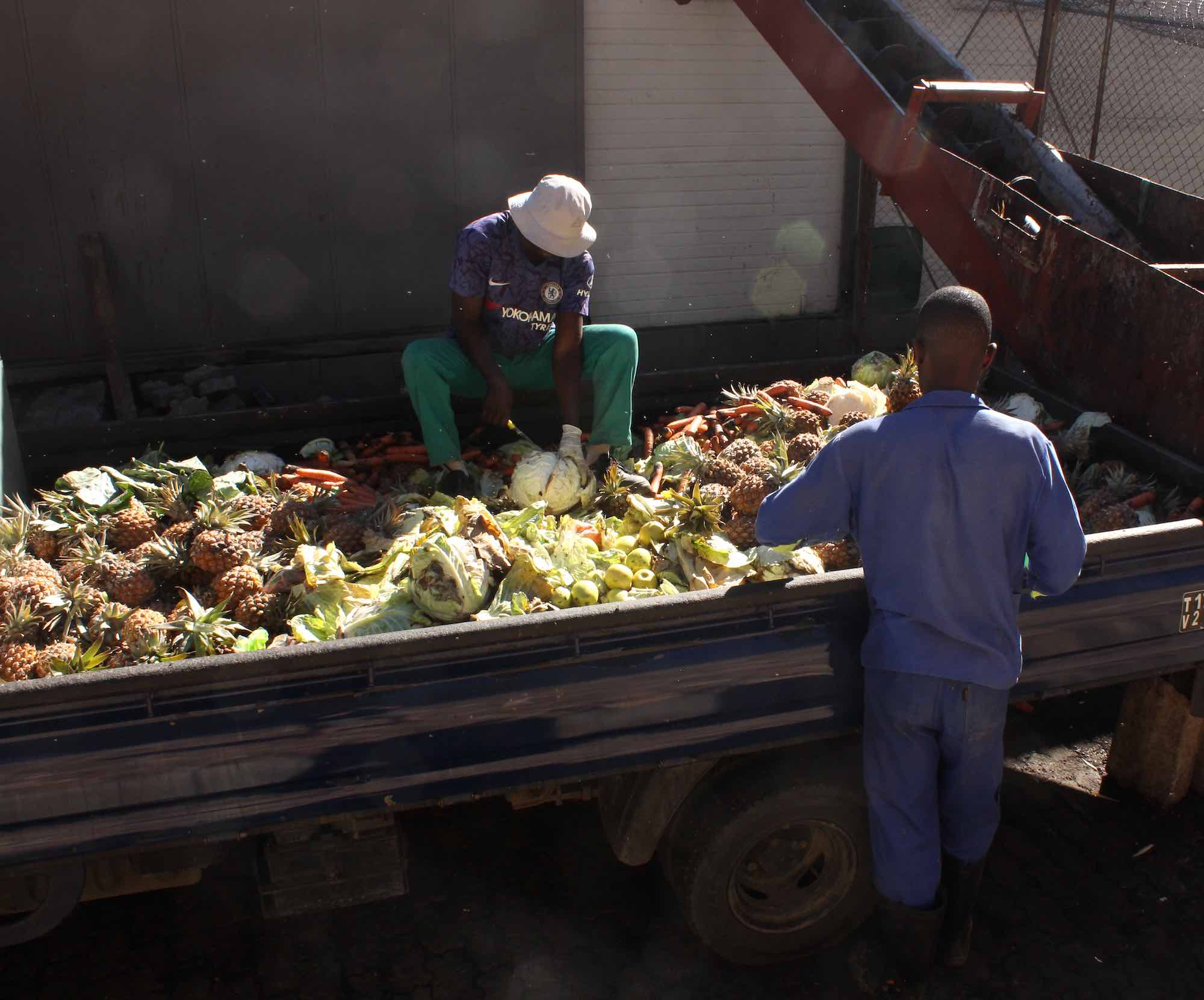 Two men sort through organic waste (mainly fruit and vegetables) in the back of an open lorry.