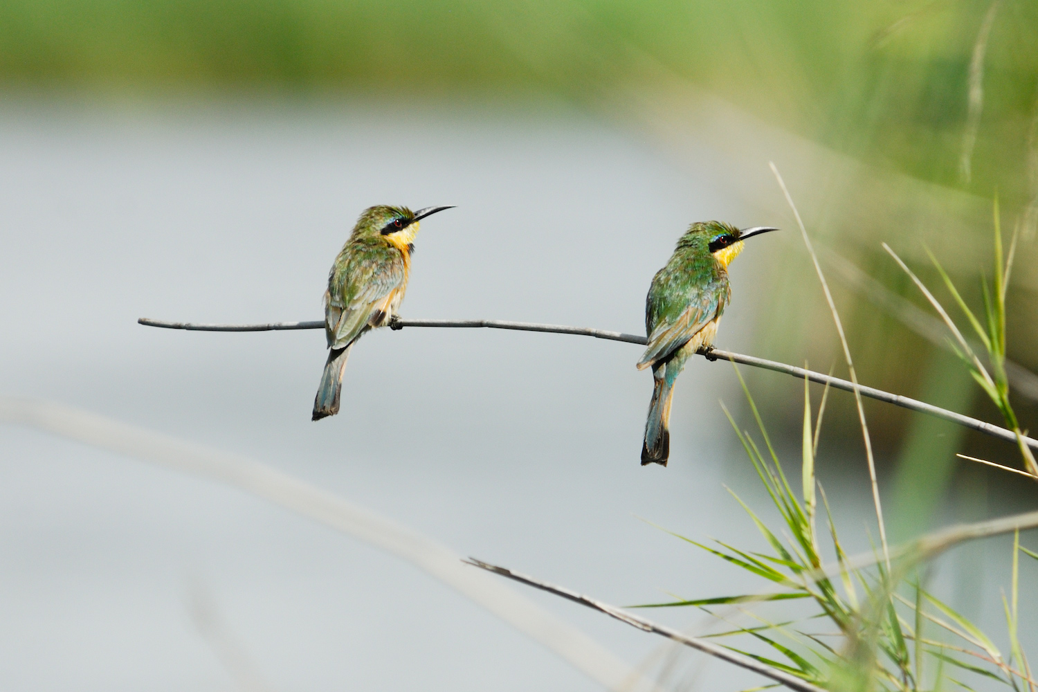 Two colourful birds stand upon a narrow branch.