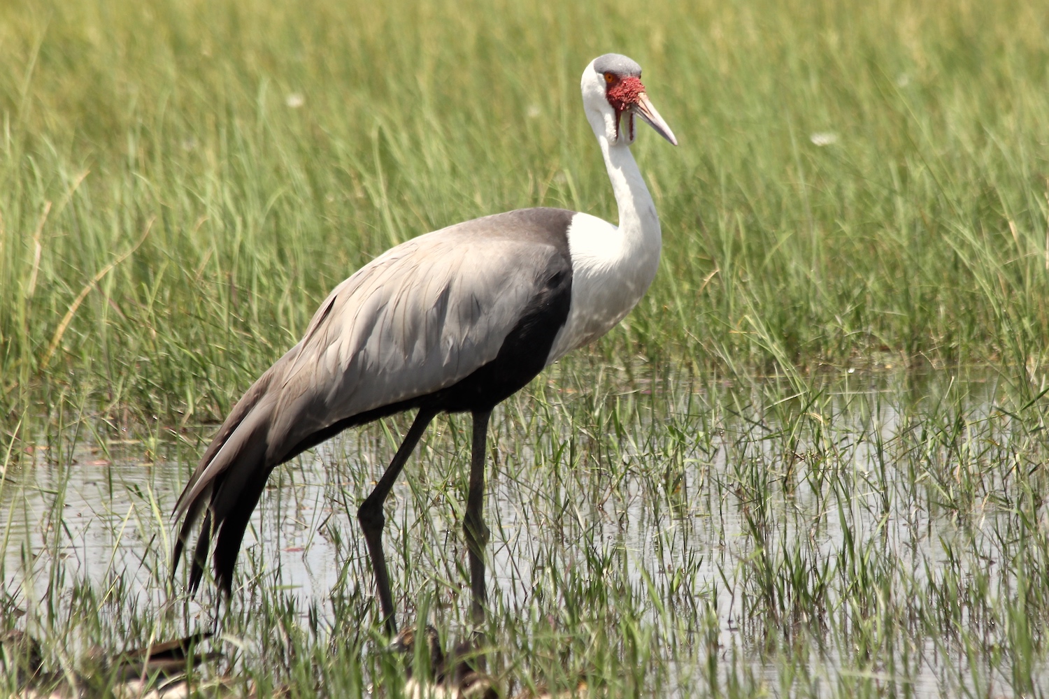 A wading bird amongst greenery.