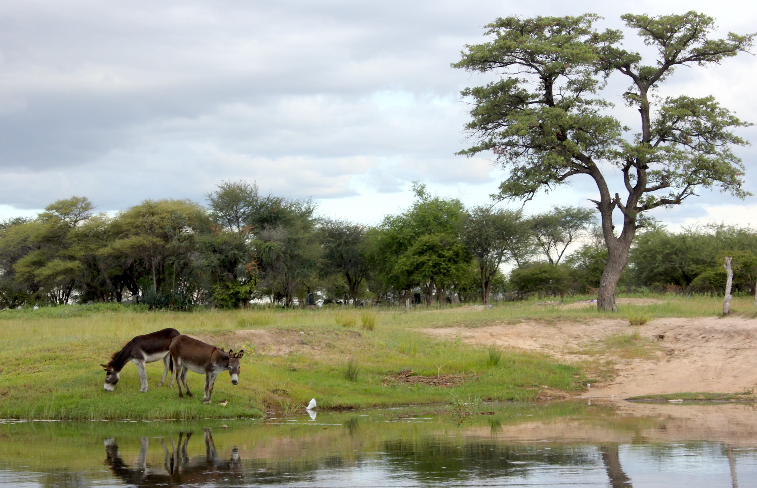 A pair of donkeys grazing on the river bank. Behind then a tall tree dominates the scene.