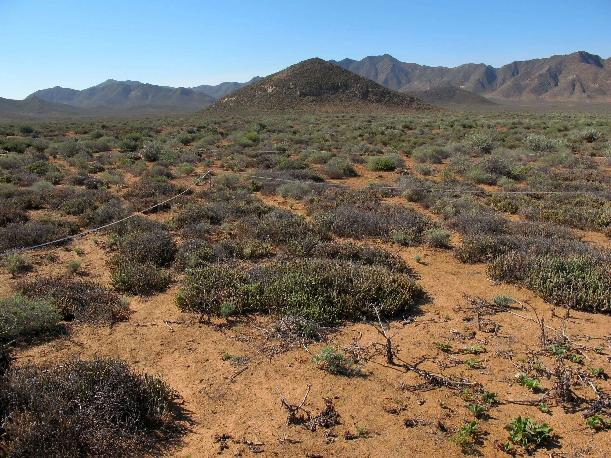 Healthy green bushes cover a landscape of sandy soil.