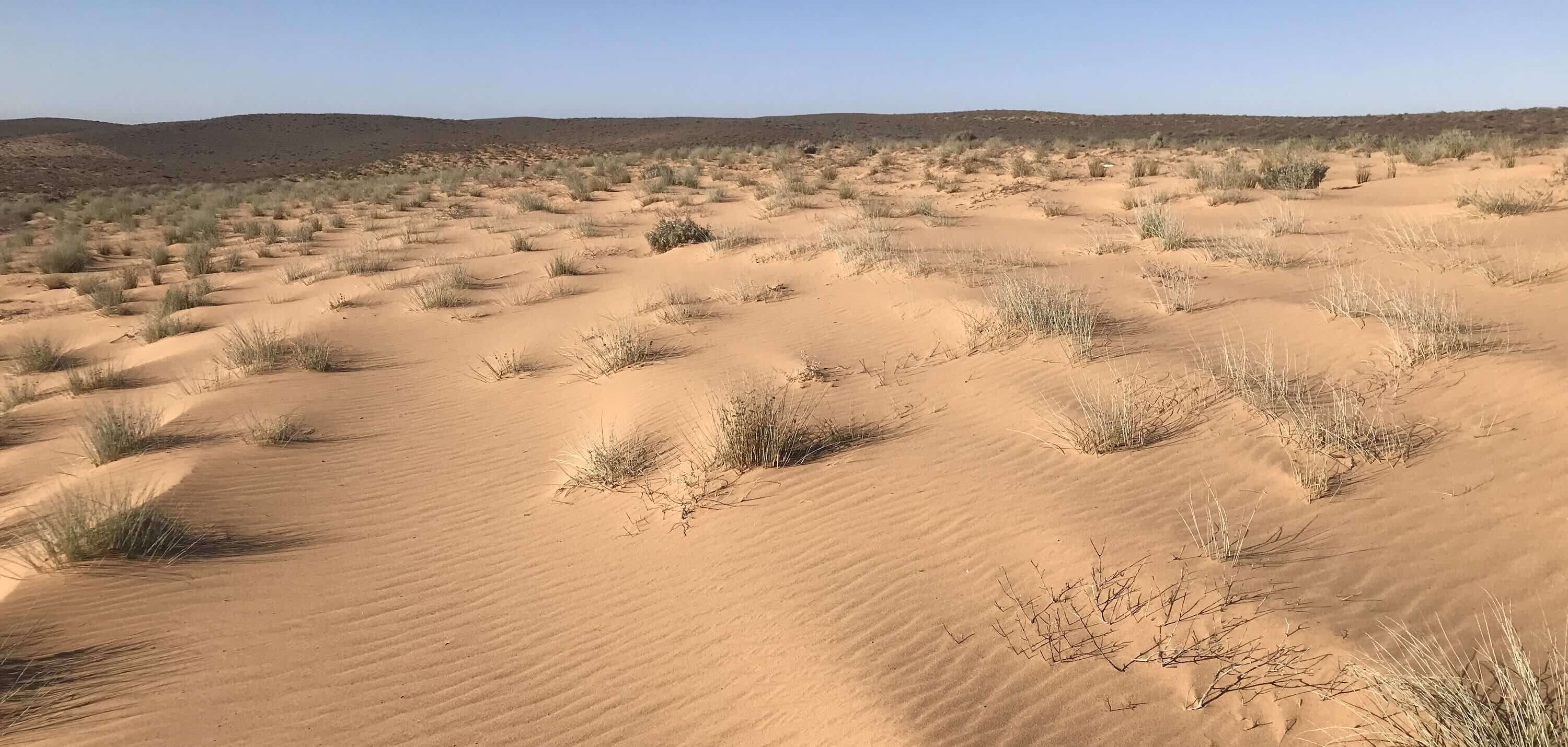 A desert scene with tufts of grass and the tops of bushes poking through hillocks of sand.