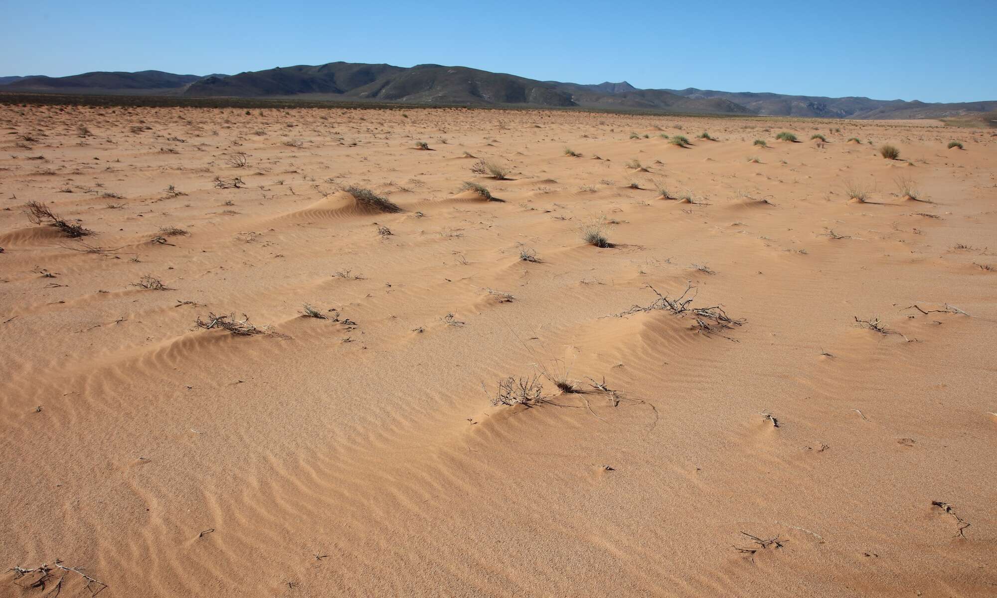 A desolate desert scene with small hillocks of sand built up around dry fragments of vegetation.