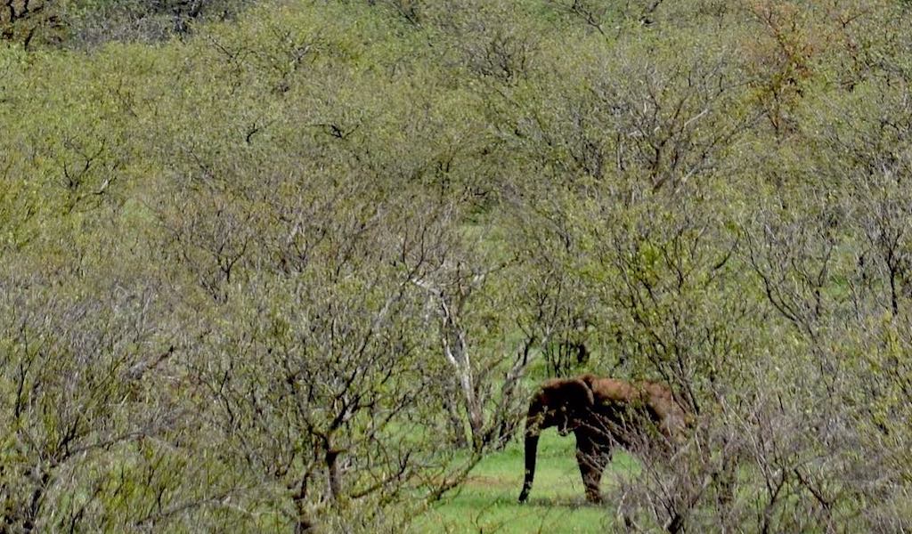 A lone elephant walks through a woodland area close to a mountain range.