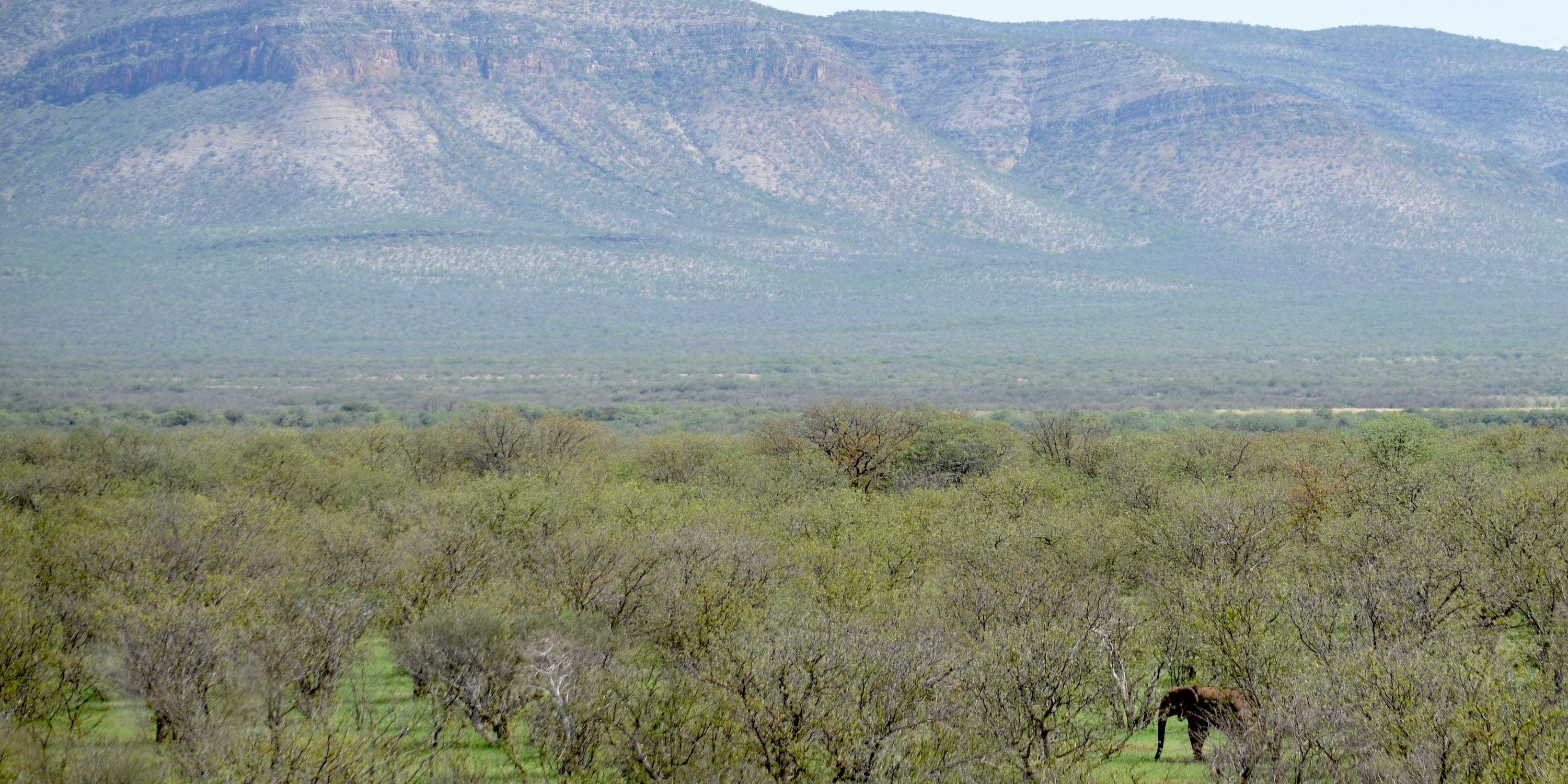 A lone elephant walks through a woodland area close to a mountain range.