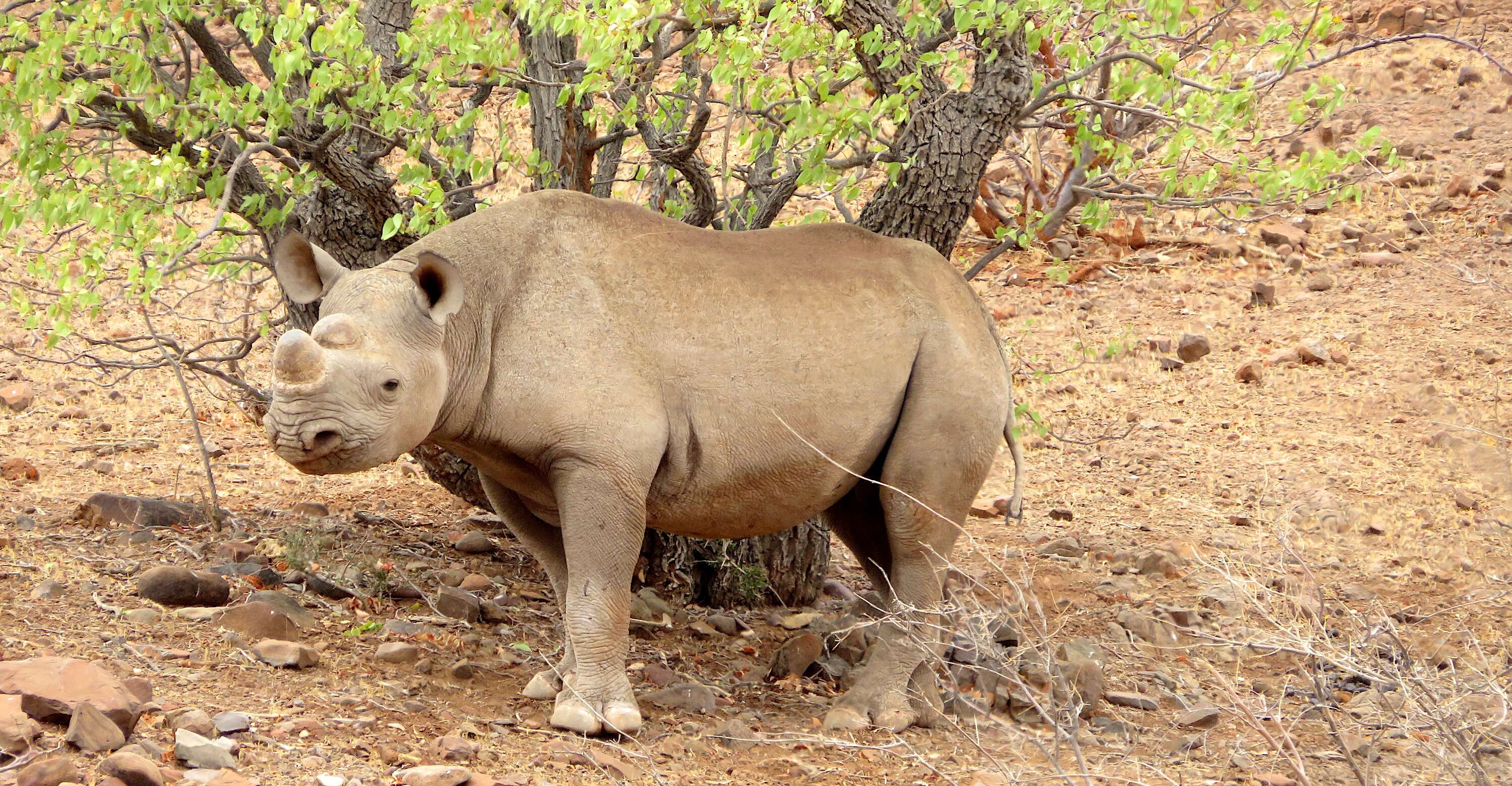 A young rhino in the bush.