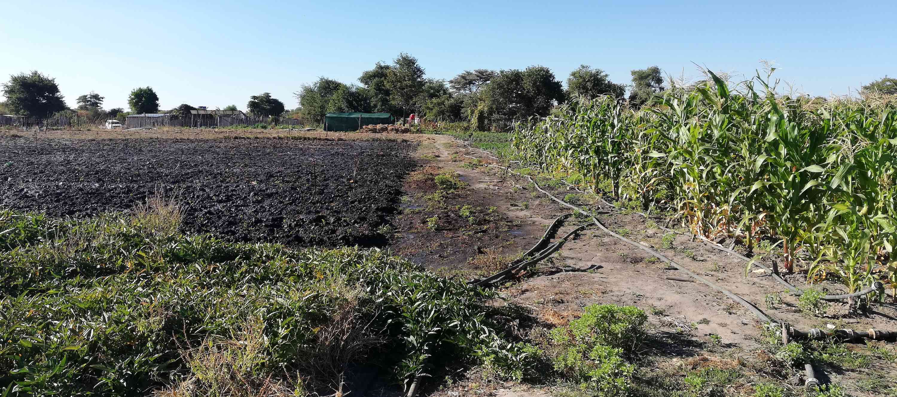 Trees in the background with a ploughed field and assorted crops in the foreground.