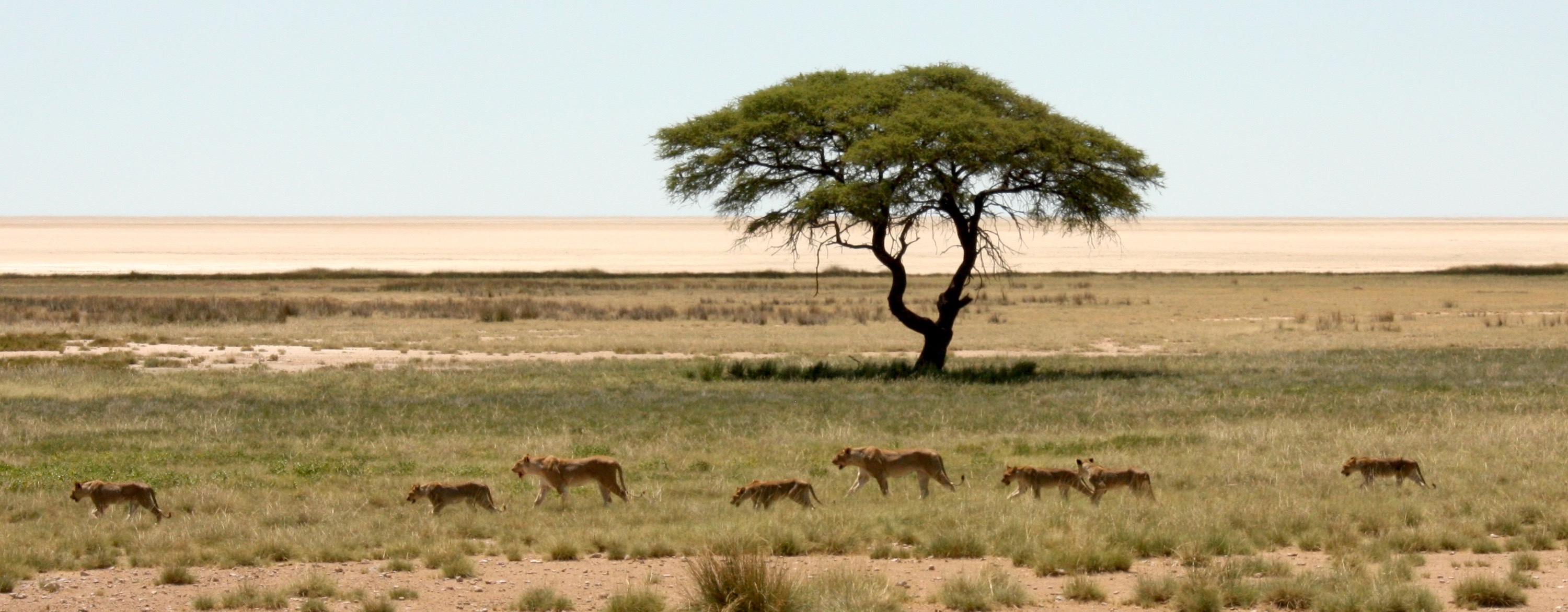 A pride of lions walks across open grassland with a single tree behind them and the Etosha pan in the background.